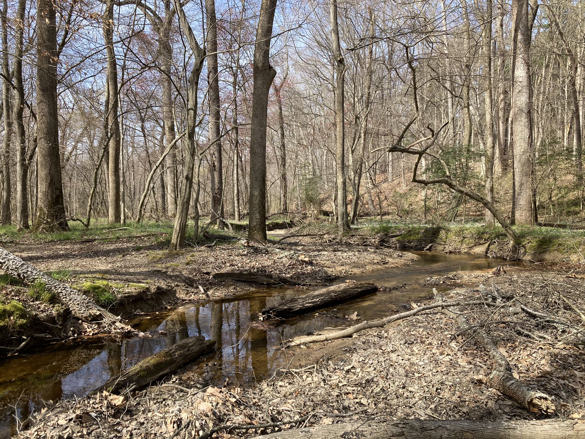 A shallow stream with fallen logs flows through a bare, sunlit forest. - Tuckahoe Valley, Creekside Cliff, and Anna's Trail Loop