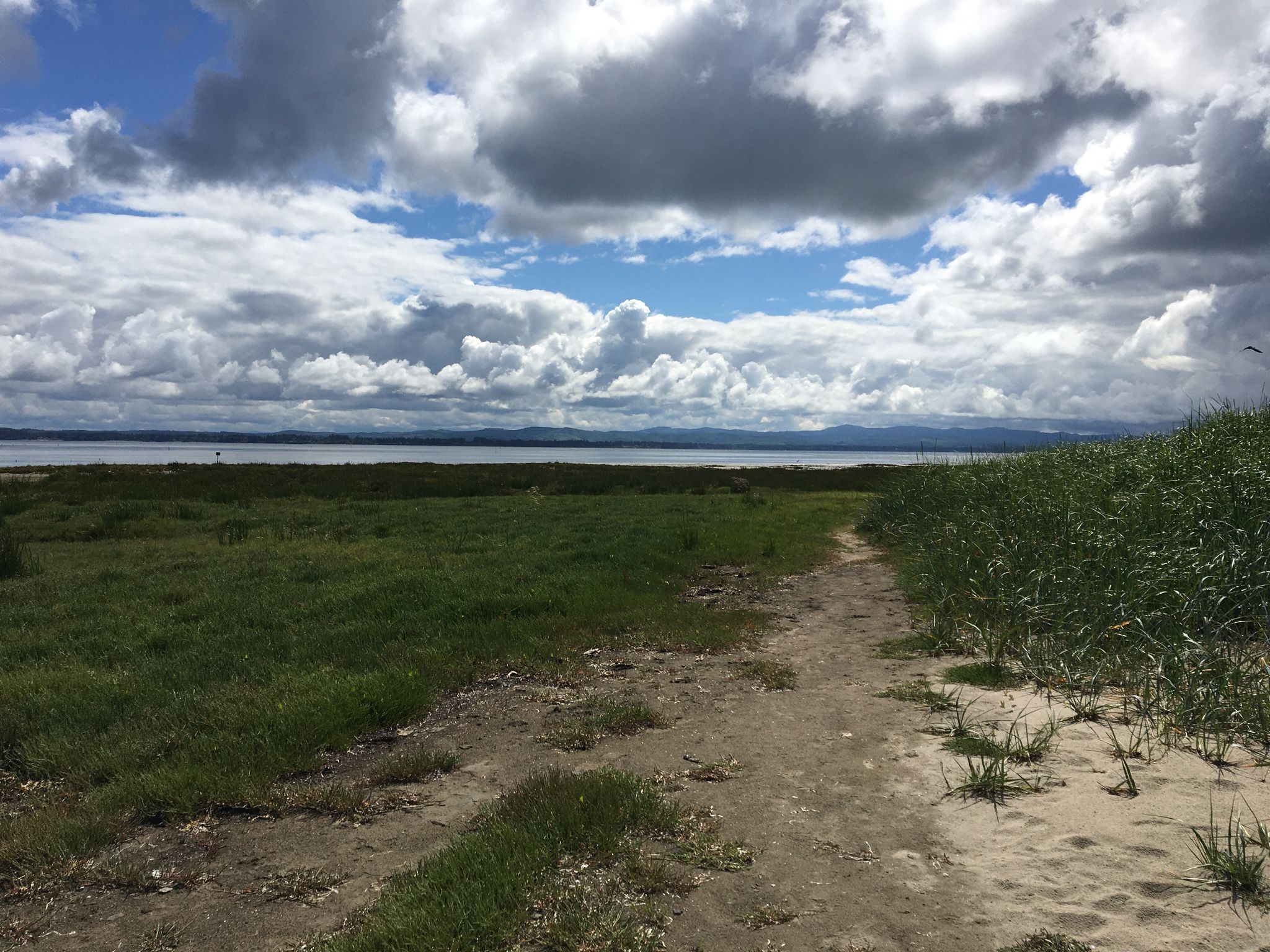 Dirt path through green marshland leading to distant water under a cloudy sky. - Bay Loop Trail