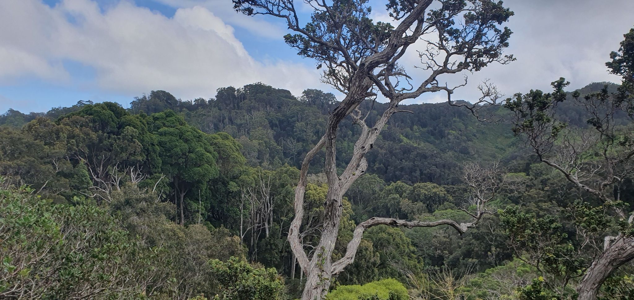 A gnarled tree stands before a dense green forest under a cloudy sky. - Kaunala Loop Trail
