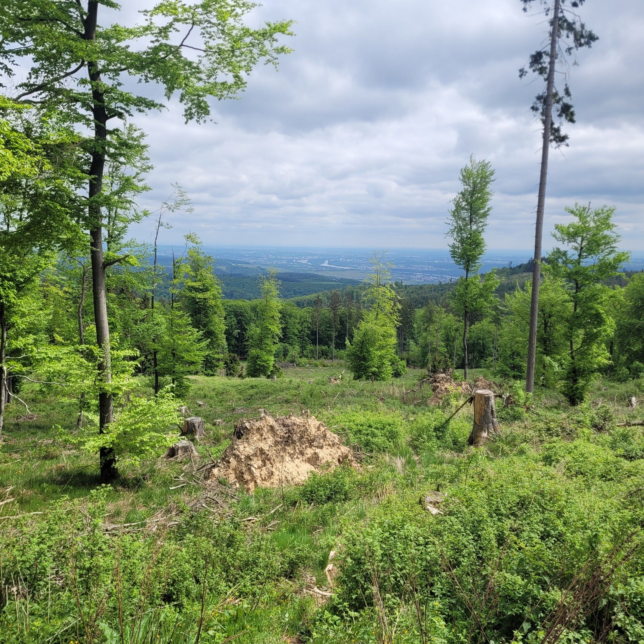 Fernblick