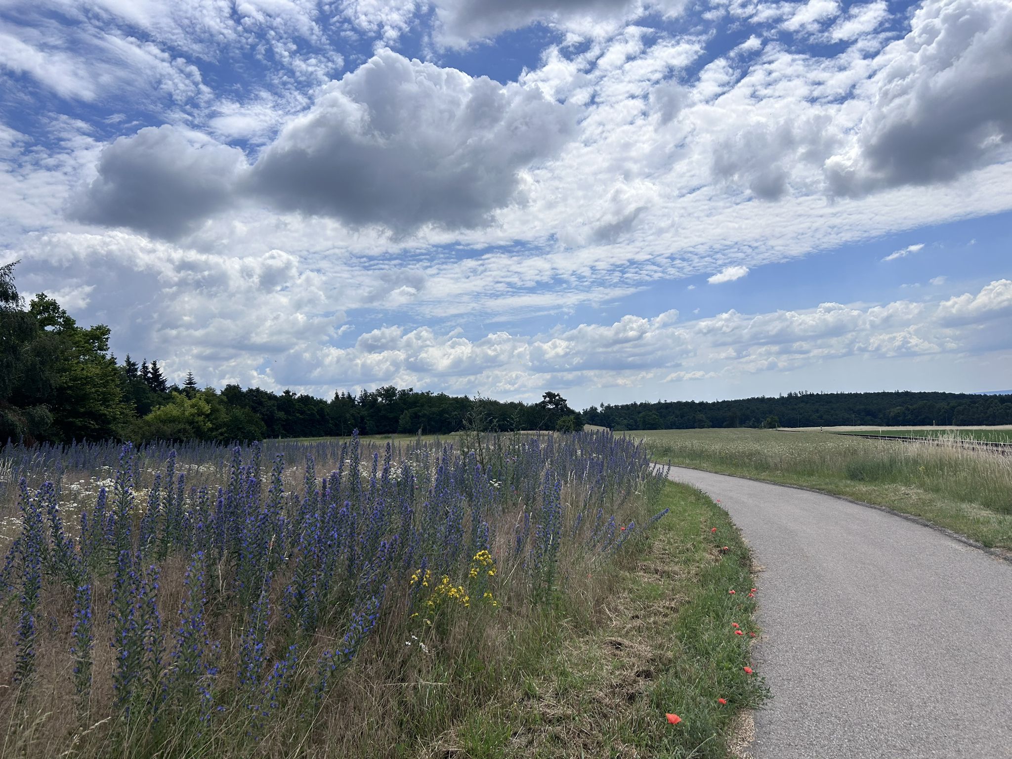 Prächtige Natterkopfwiese bei Hofern