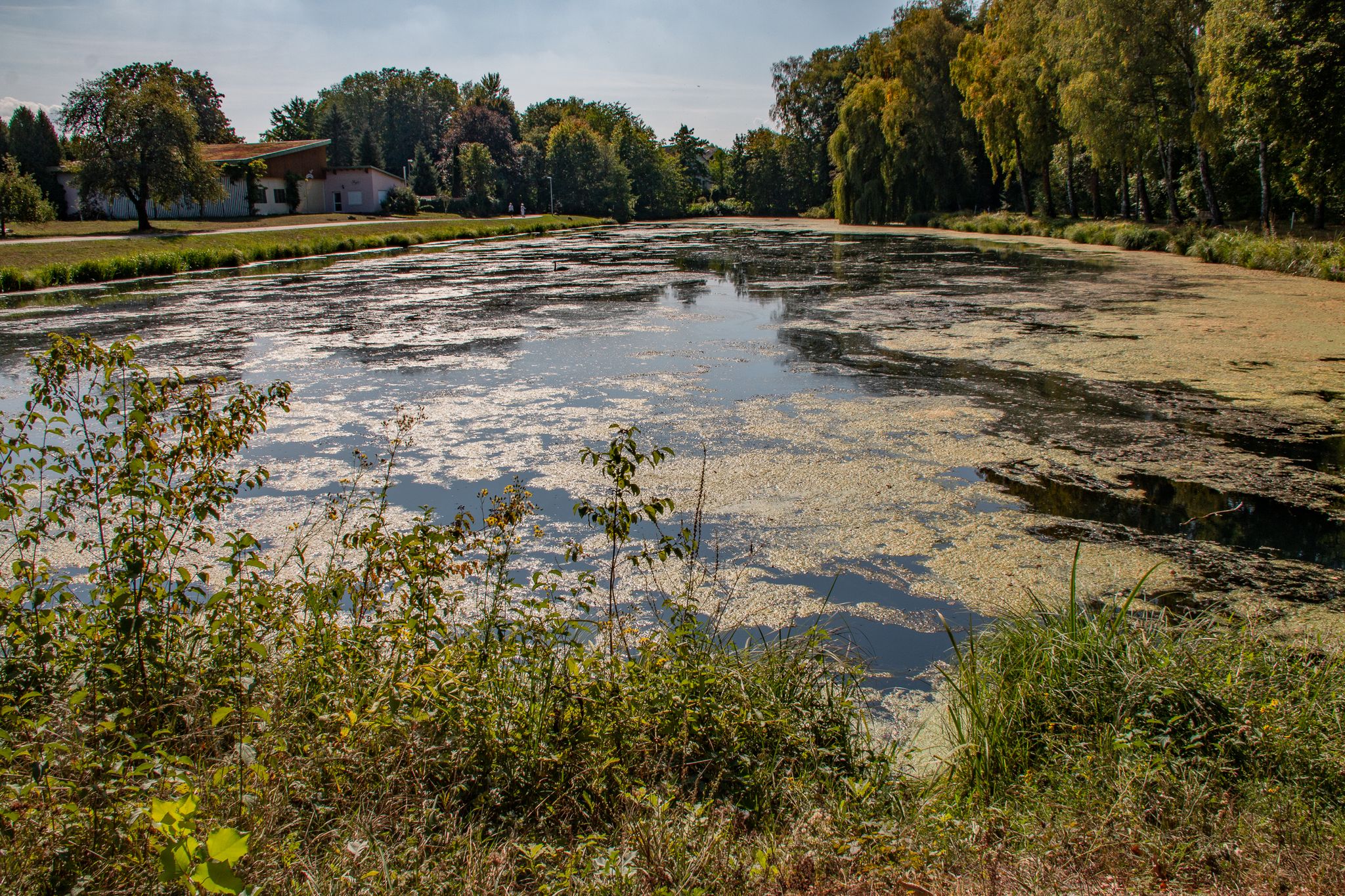 Birkenweiher