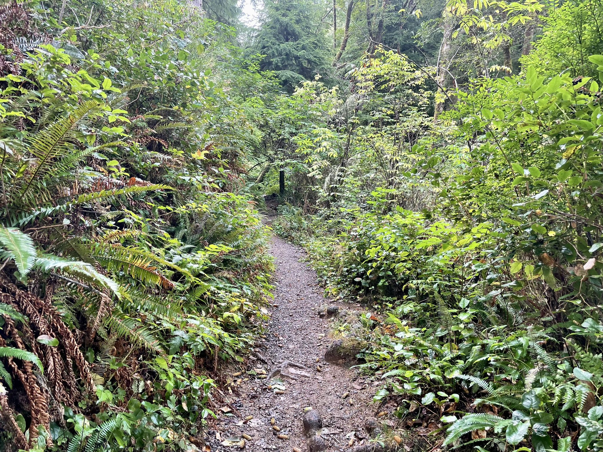 Narrow forest path winding through dense green ferns and foliage. - Tillamook Head Trailhead – Clark's Mountain loop from Ecola State Park North Trailhead