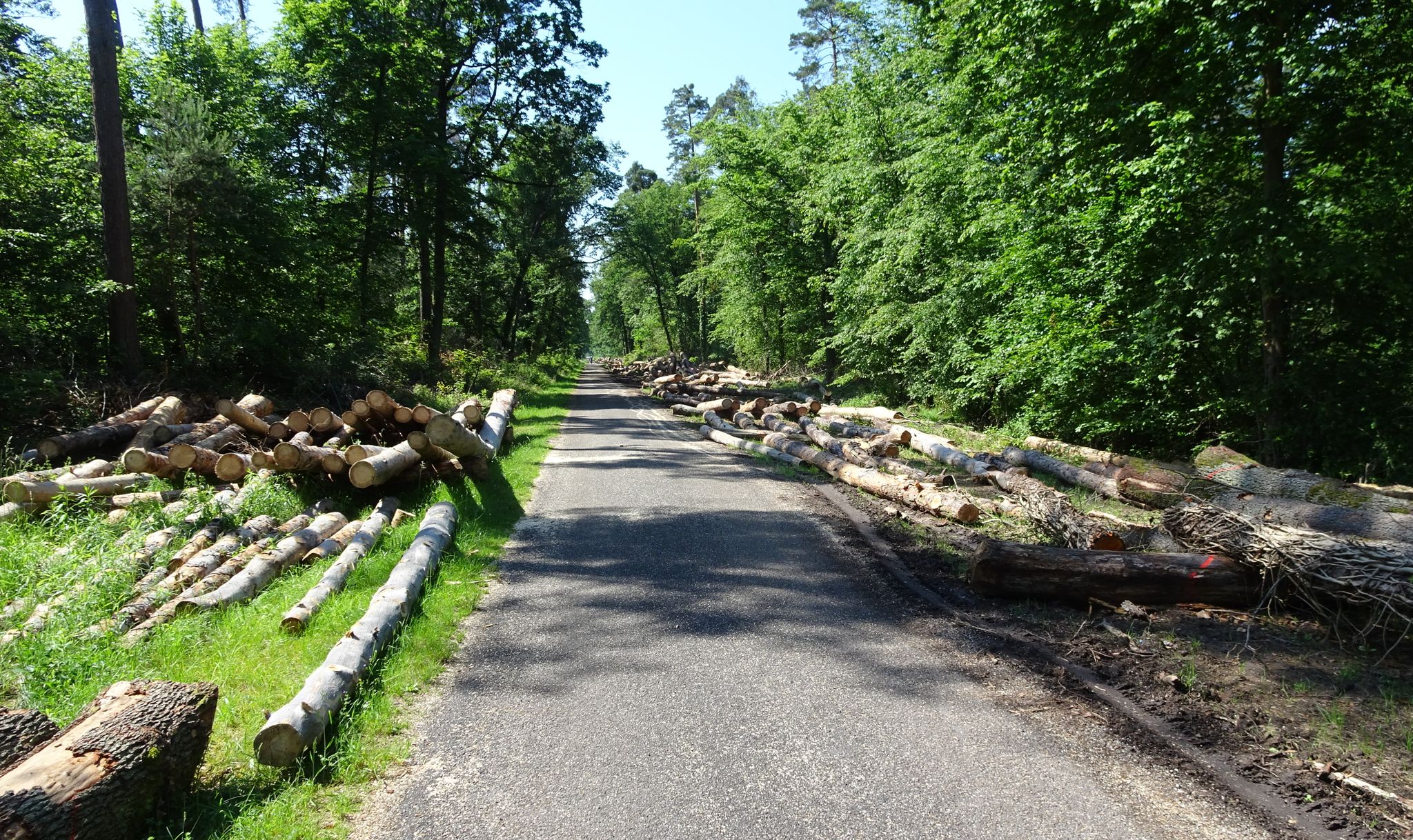 hier wird kräftig Holz gemacht
