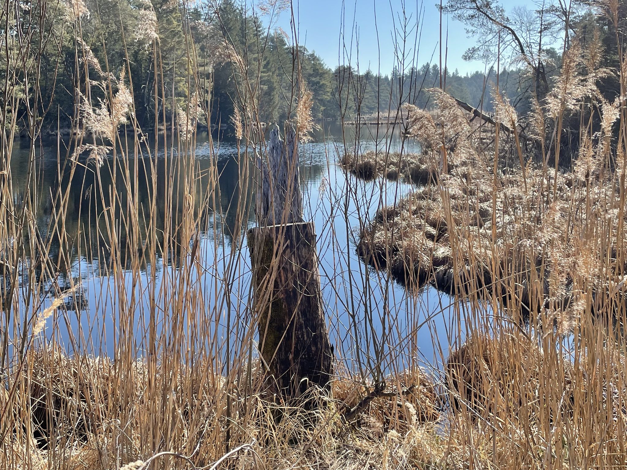 Entenweiher