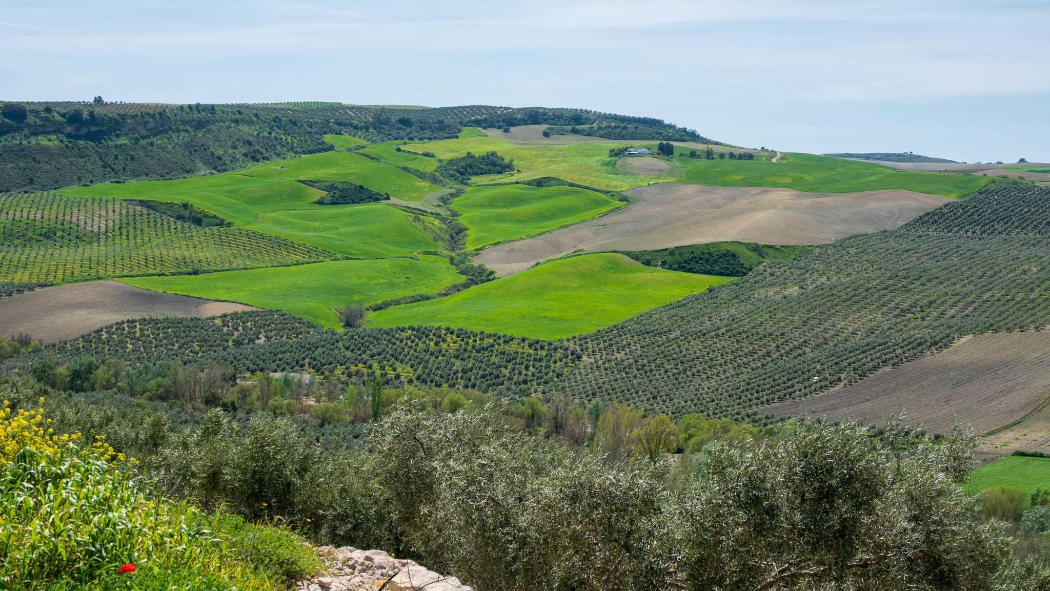 Het groene land