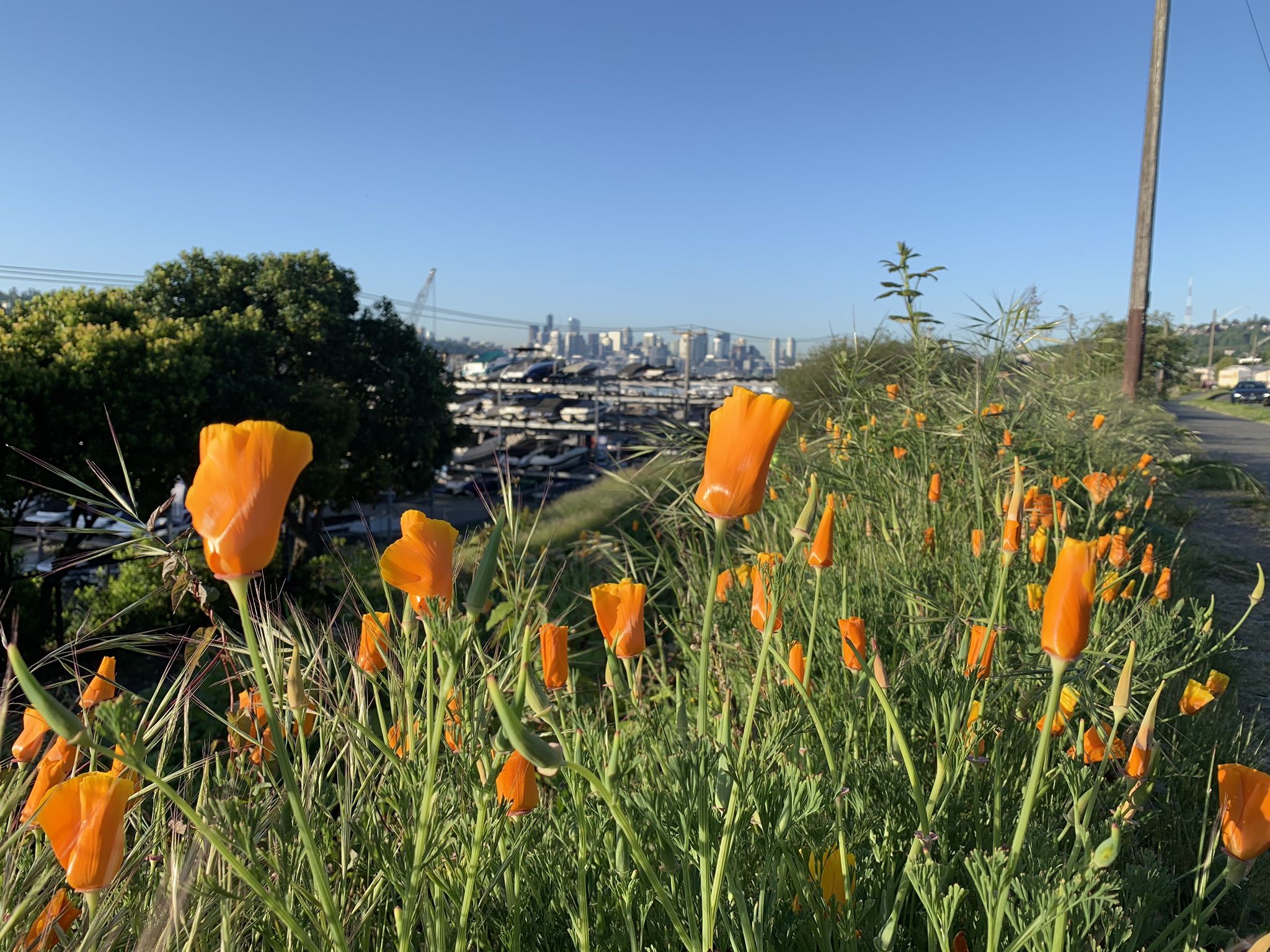 Orange poppies in foreground with distant city and marina. - Fremont Bridge – Waterway 21 viewpoint loop from Husky Stadium