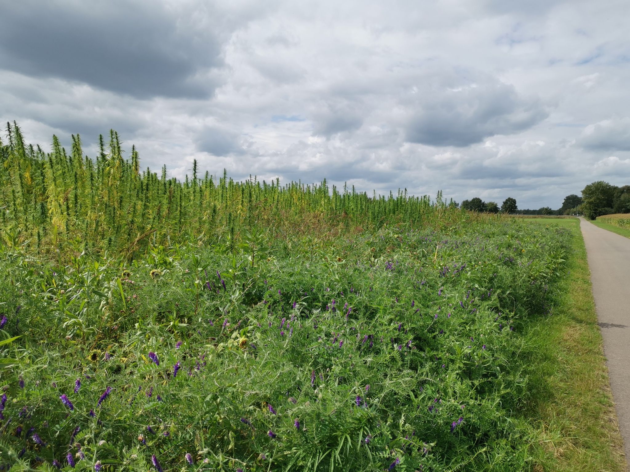 Hanfplantage.