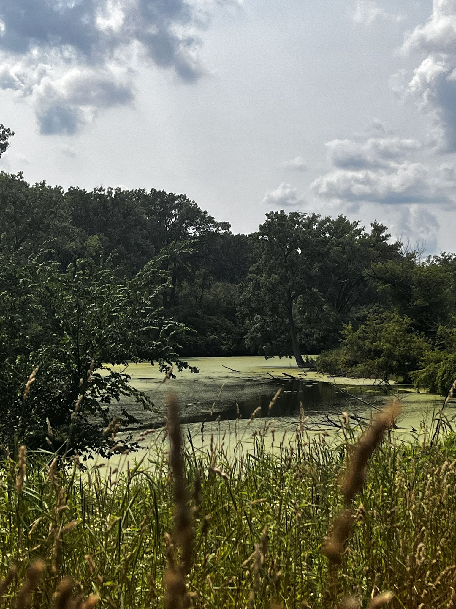 Overcast view of a pond covered in green algae, surrounded by lush trees. - North Branch Trail and Botanic Garden Loop