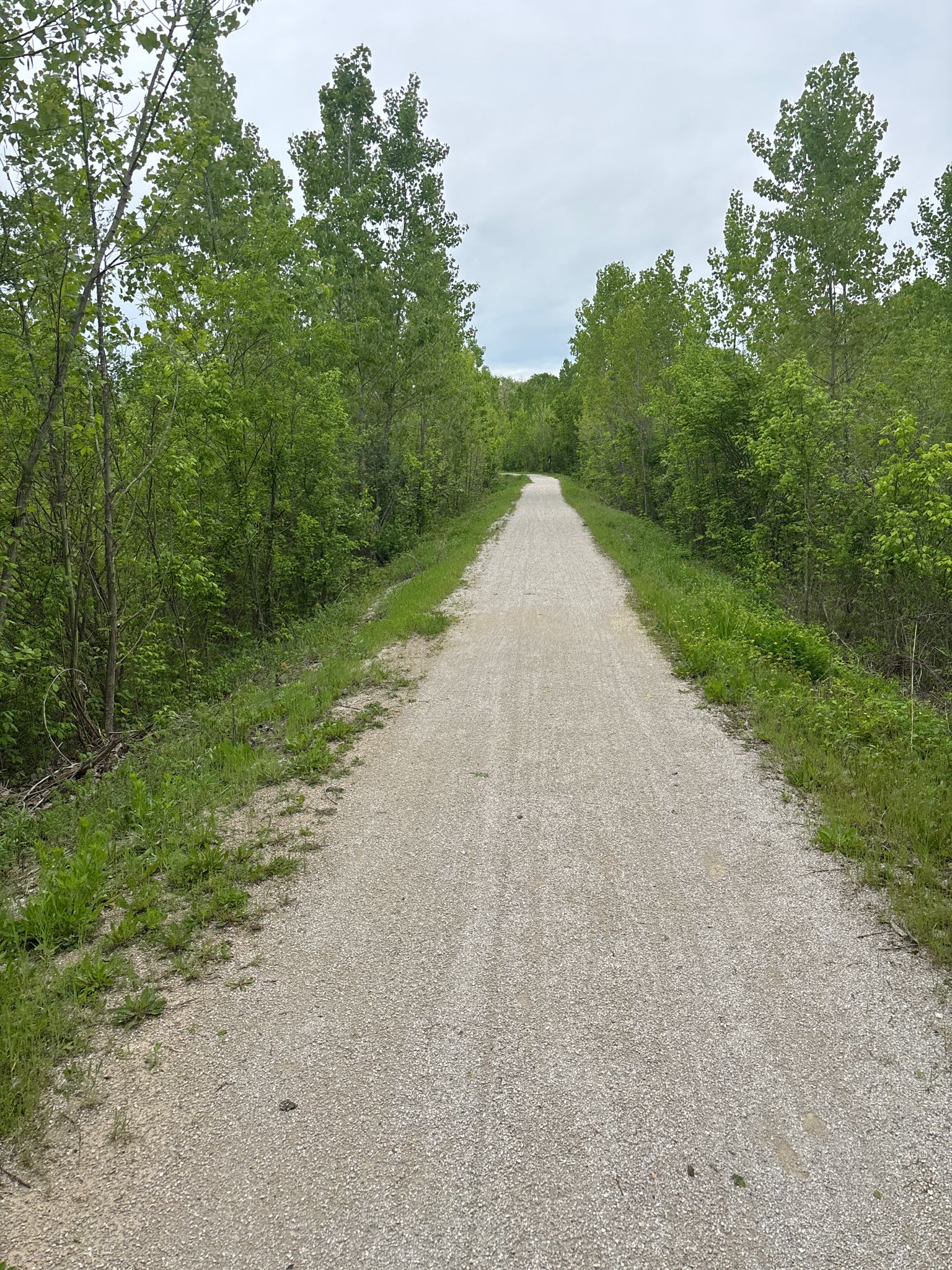 Straight gravel path lined with young green trees under an overcast sky. - Historic Bridge – Defiance loop from Lost Valley Trail Parking