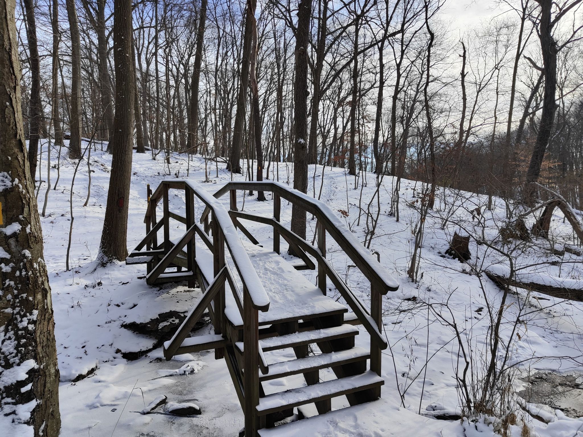 Snow-covered wooden bridge in a winter forest with bare trees. - Woodlands, Wetlands, and Scouts Loop