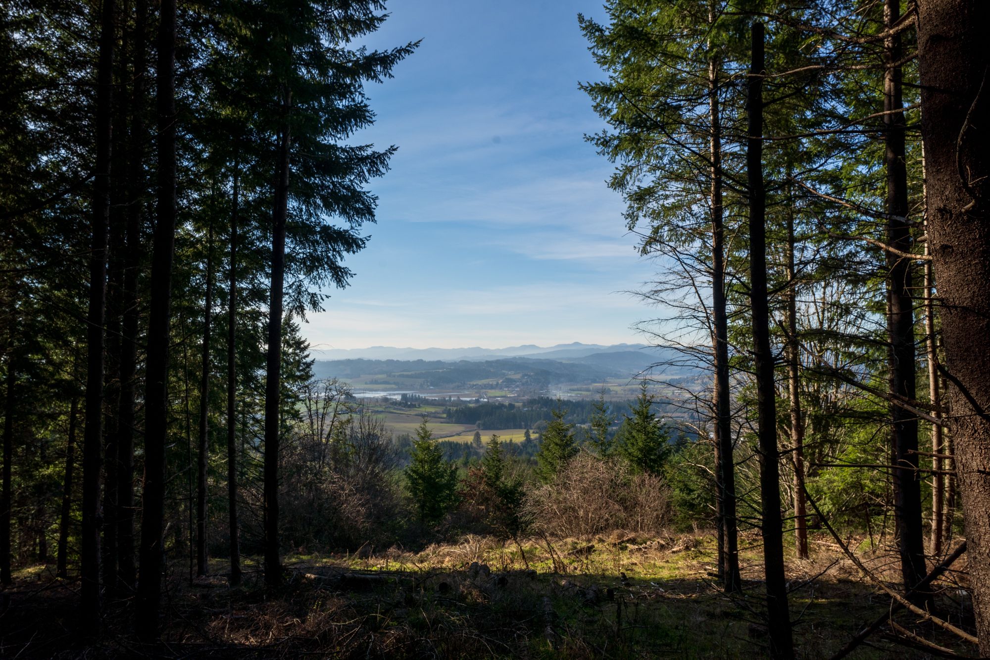 Tall evergreen trees frame a bright valley view under a clear sky. - Iowa Hill via Timber Road and Mampaɬ Trail