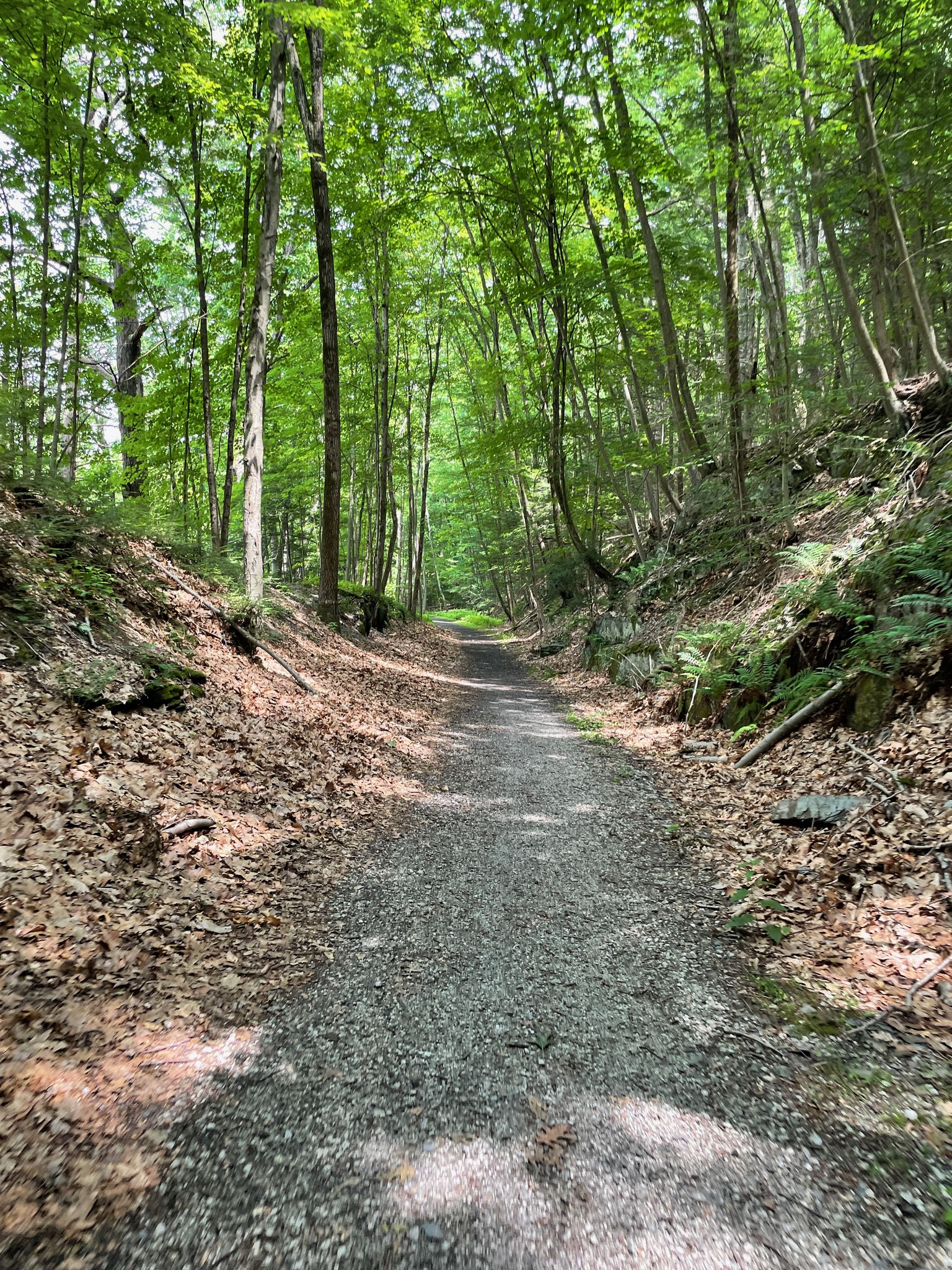 A sun-dappled dirt path winds through a dense green forest. - Paulinskill Valley Trail – Paulinskill Valley Trail loop from Newton
