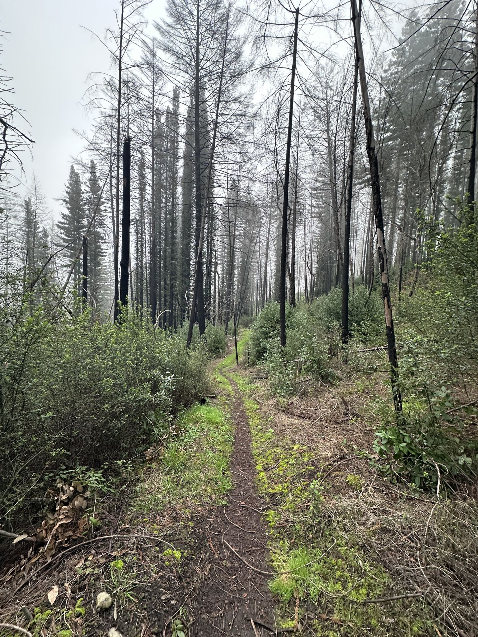 Dirt path winding through a forest of tall, burnt trees under an overcast sky. - Coyote Peak Loop