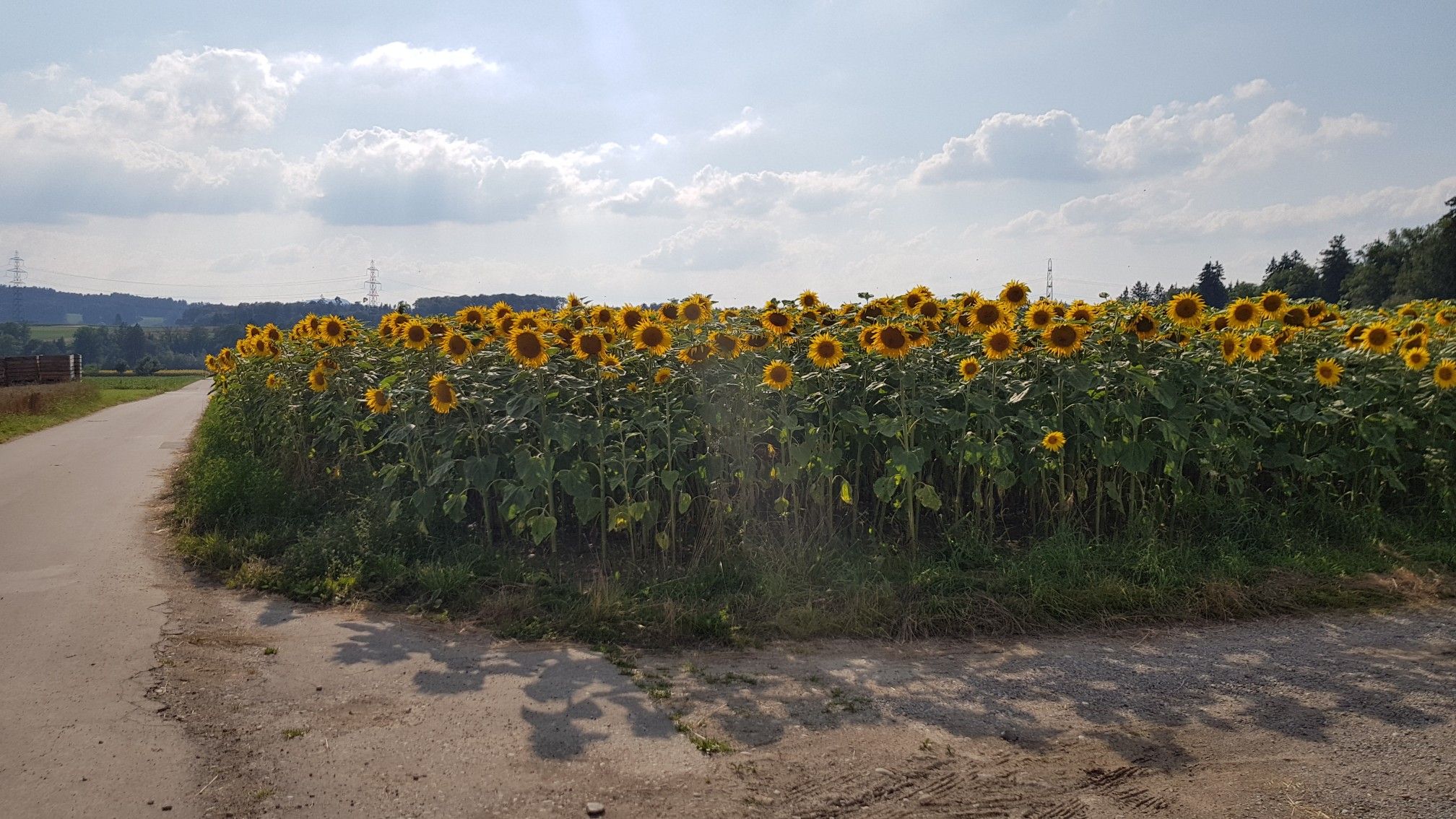 Sonnenblumenfeld in Kiesen