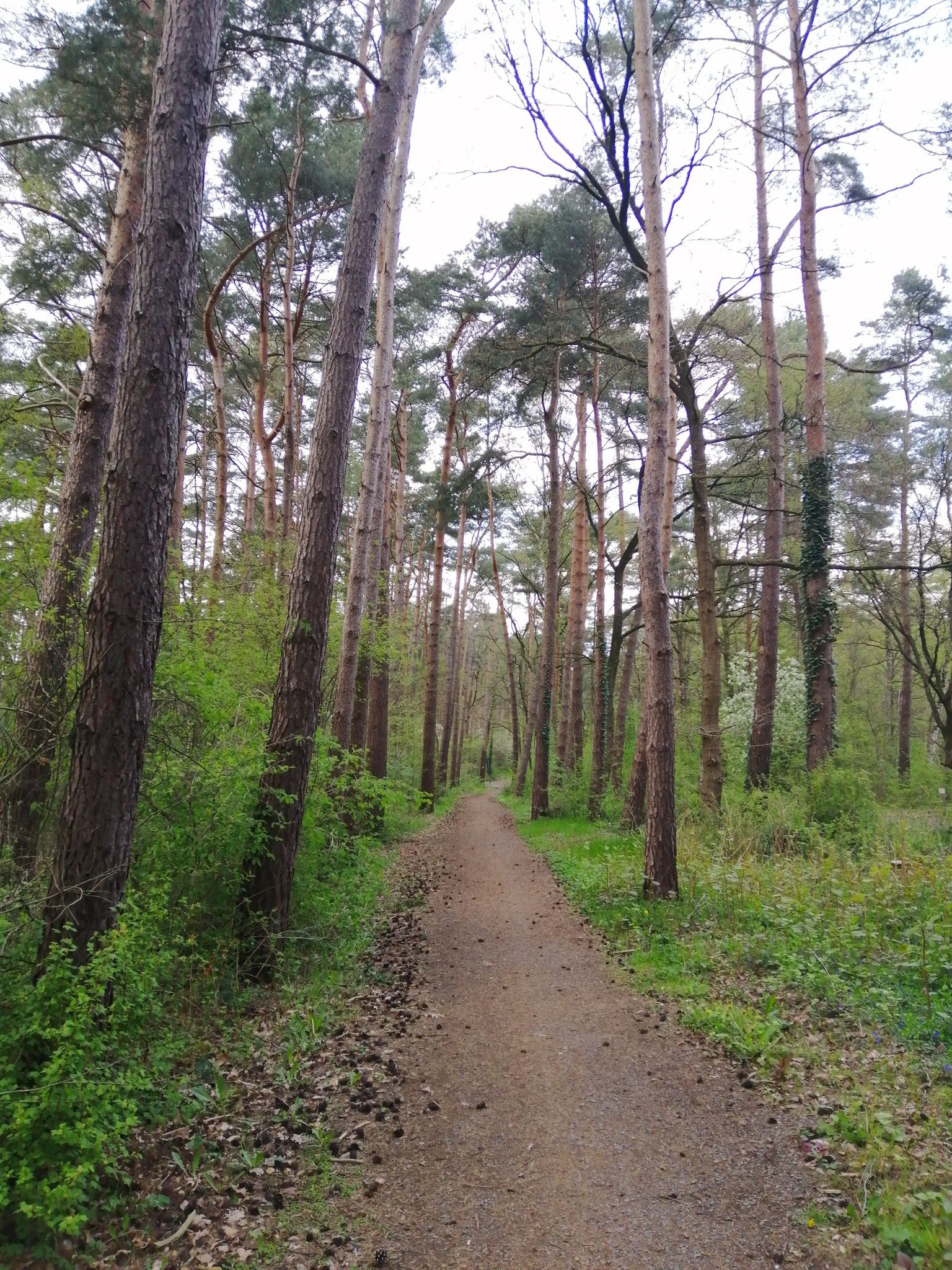 Schöne Vegetation, Torf, riesen Bäume und eine Menge Blumen
