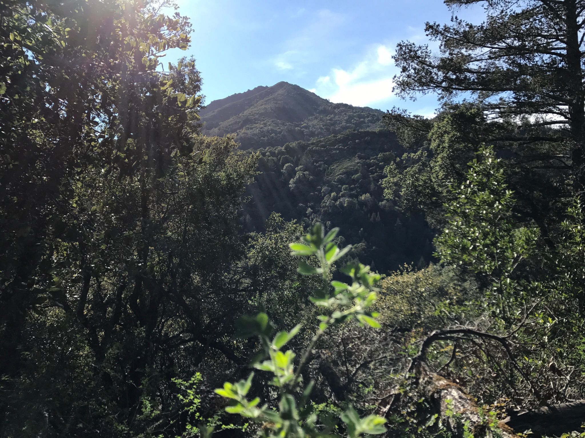 A large, forested mountain peak rises above dense green foliage on a sunny day. - King Mountain Loop Trail