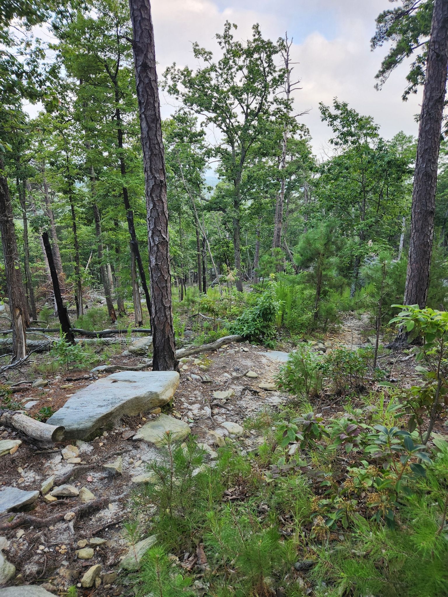 Rocky forest path with scattered trees and distant green landscape. - Mountain and Grindstone Trail Loop