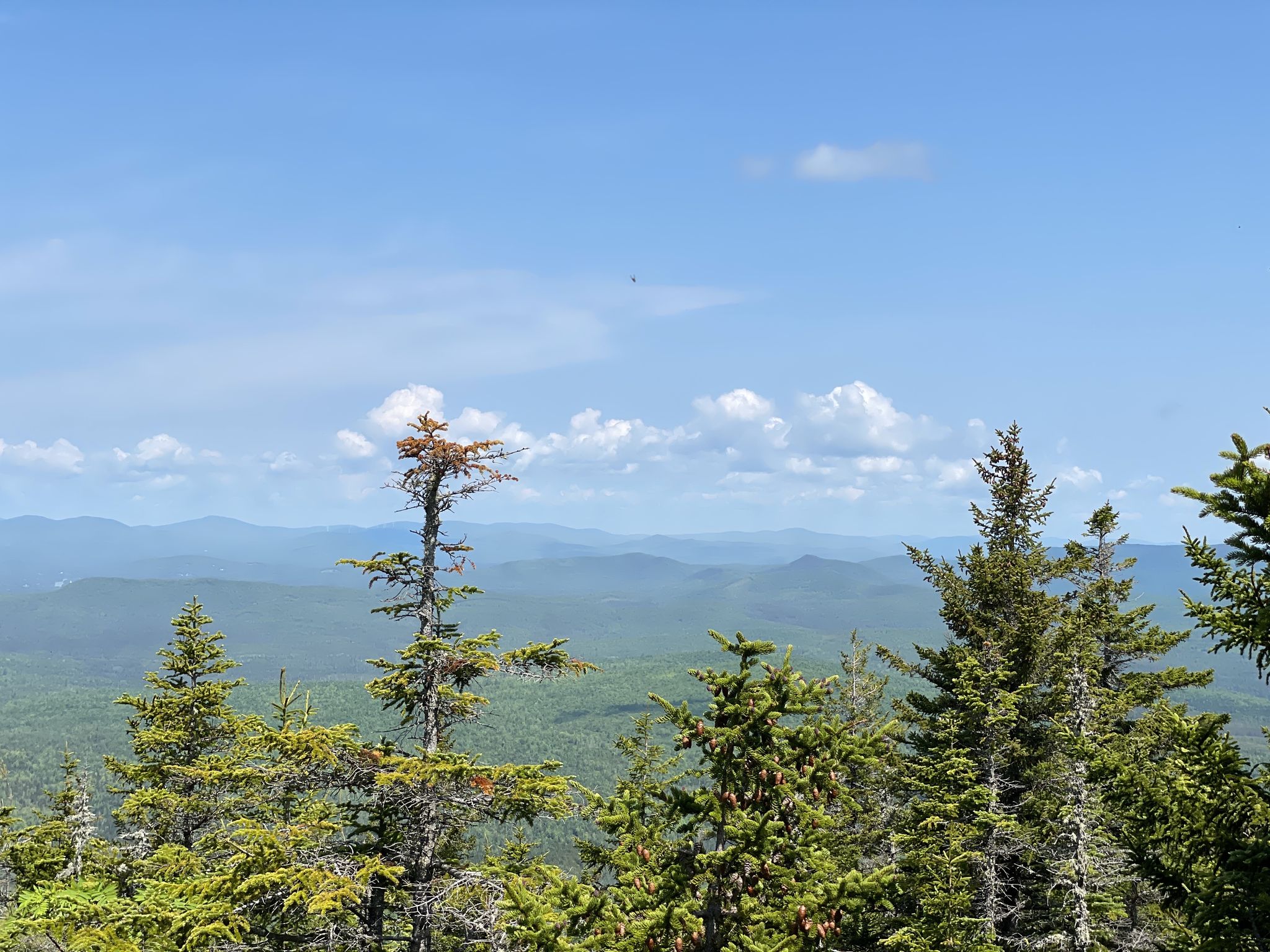 Sunny mountain vista with evergreen trees and distant forested peaks under blue sky. - Mount Success via Success Trail