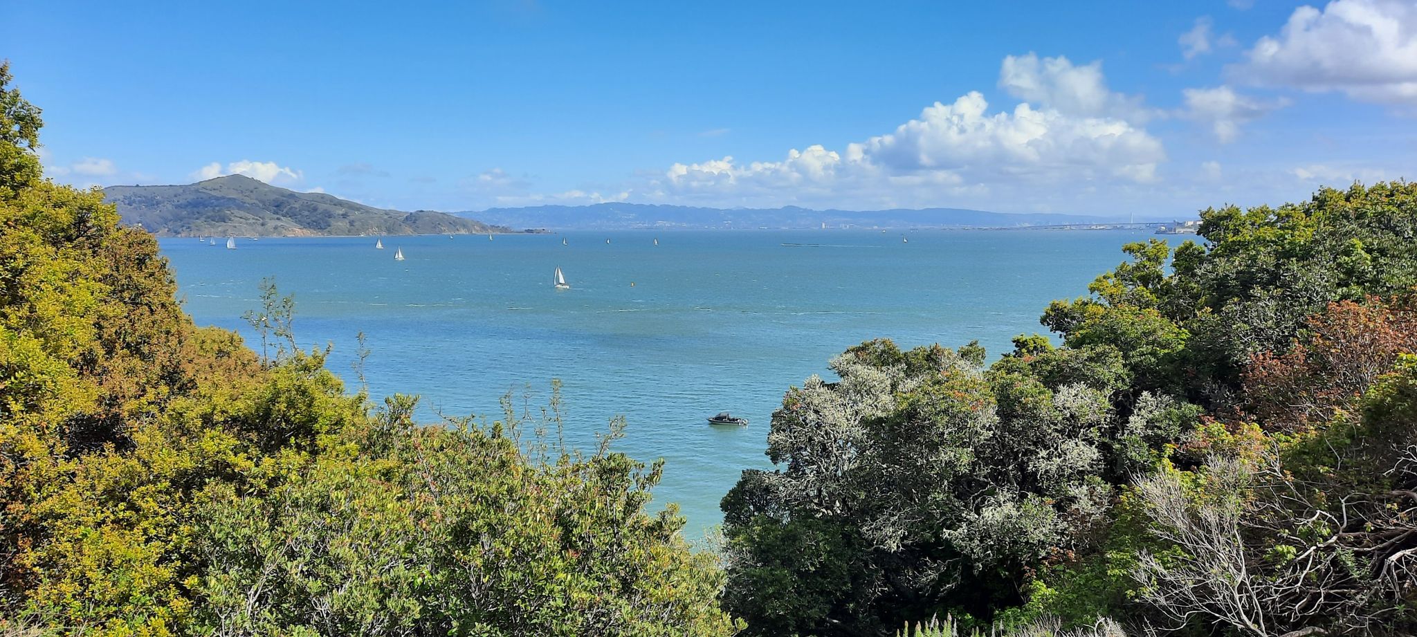 Sailboats dot a wide blue bay framed by green trees and hills. - Historic "Old Town" – Fort Baker loop from Sausalito
