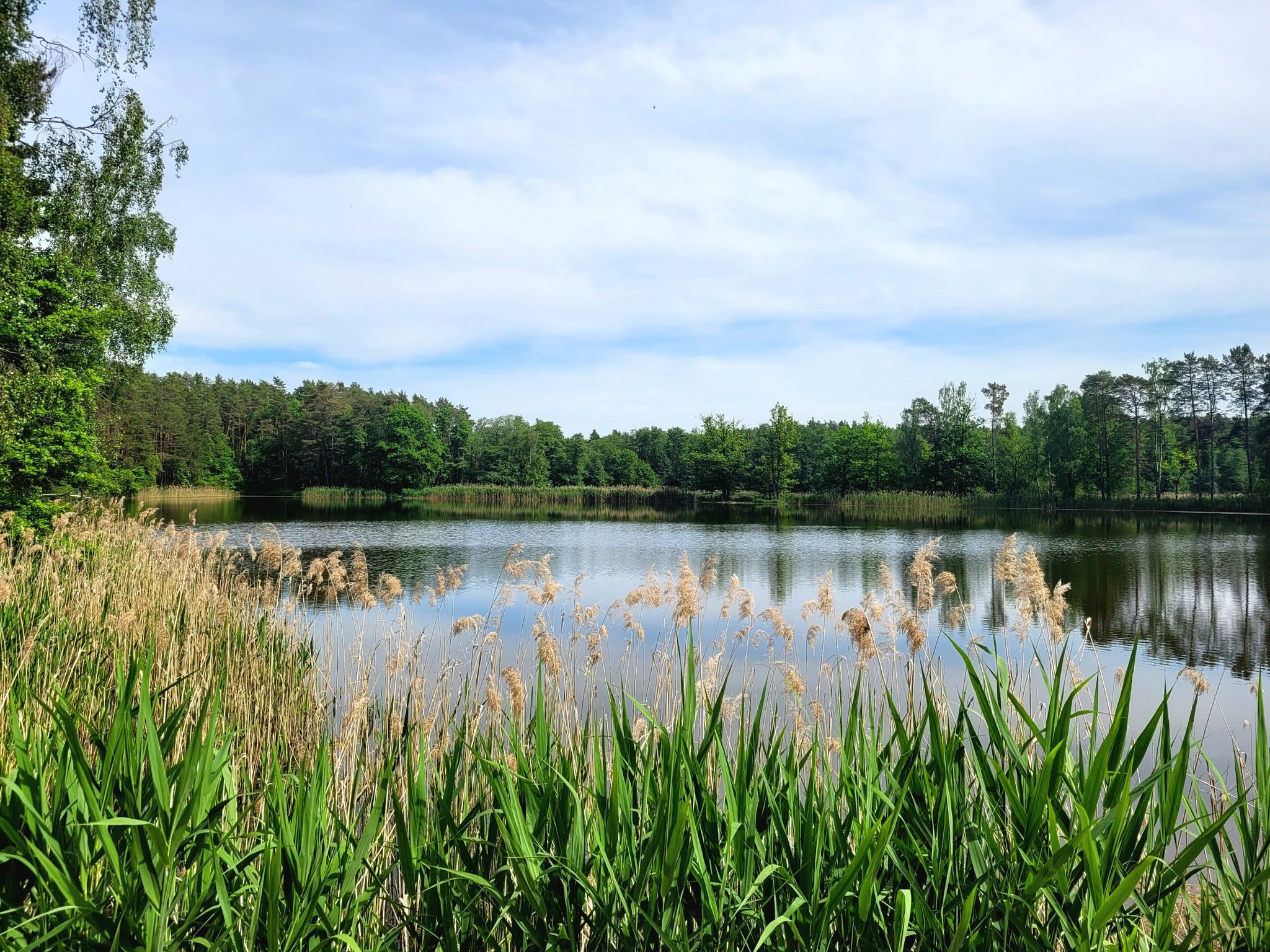 Wüstenaumühlweiher.