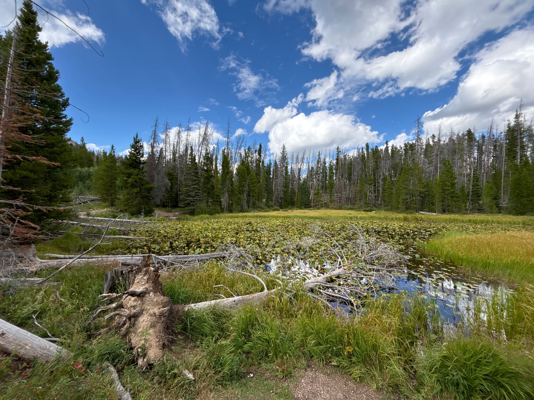 A pond covered in lily pads, surrounded by tall grass and a dense forest. - Buffalo Mountain Loop