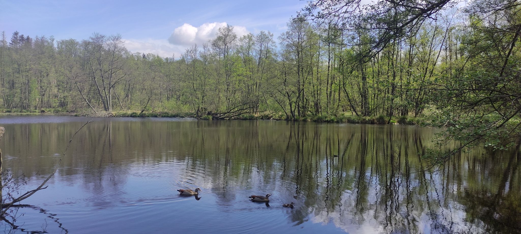 Mühlenteich