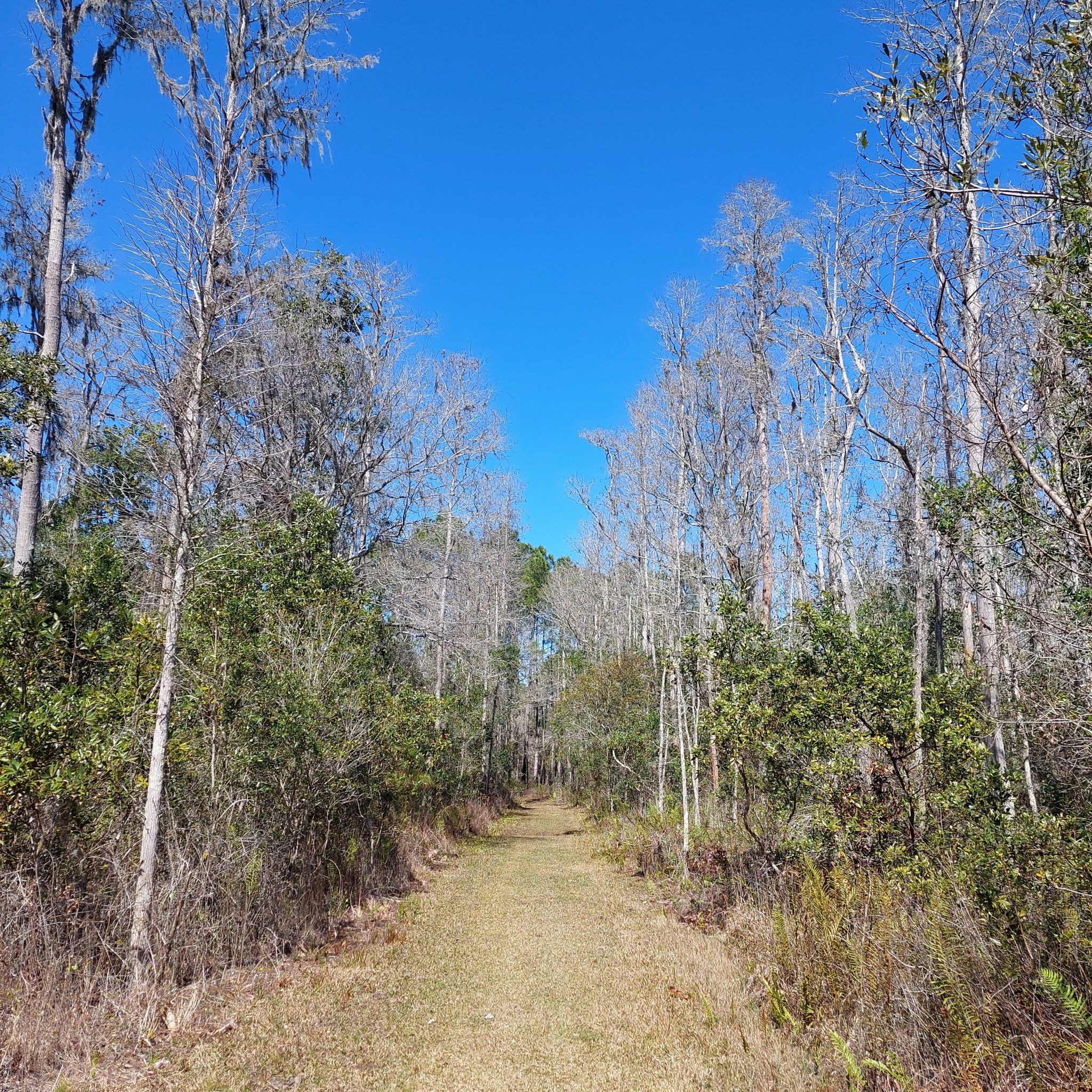 Grassy path through a forest with tall bare trees under a clear blue sky. - Brooker Creek Headwaters Nature Preserve loop