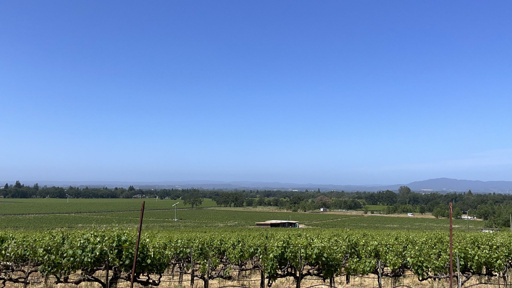 Vast green vineyard rows stretch towards distant hills under a clear blue sky. - Roadbike loop from Windsor