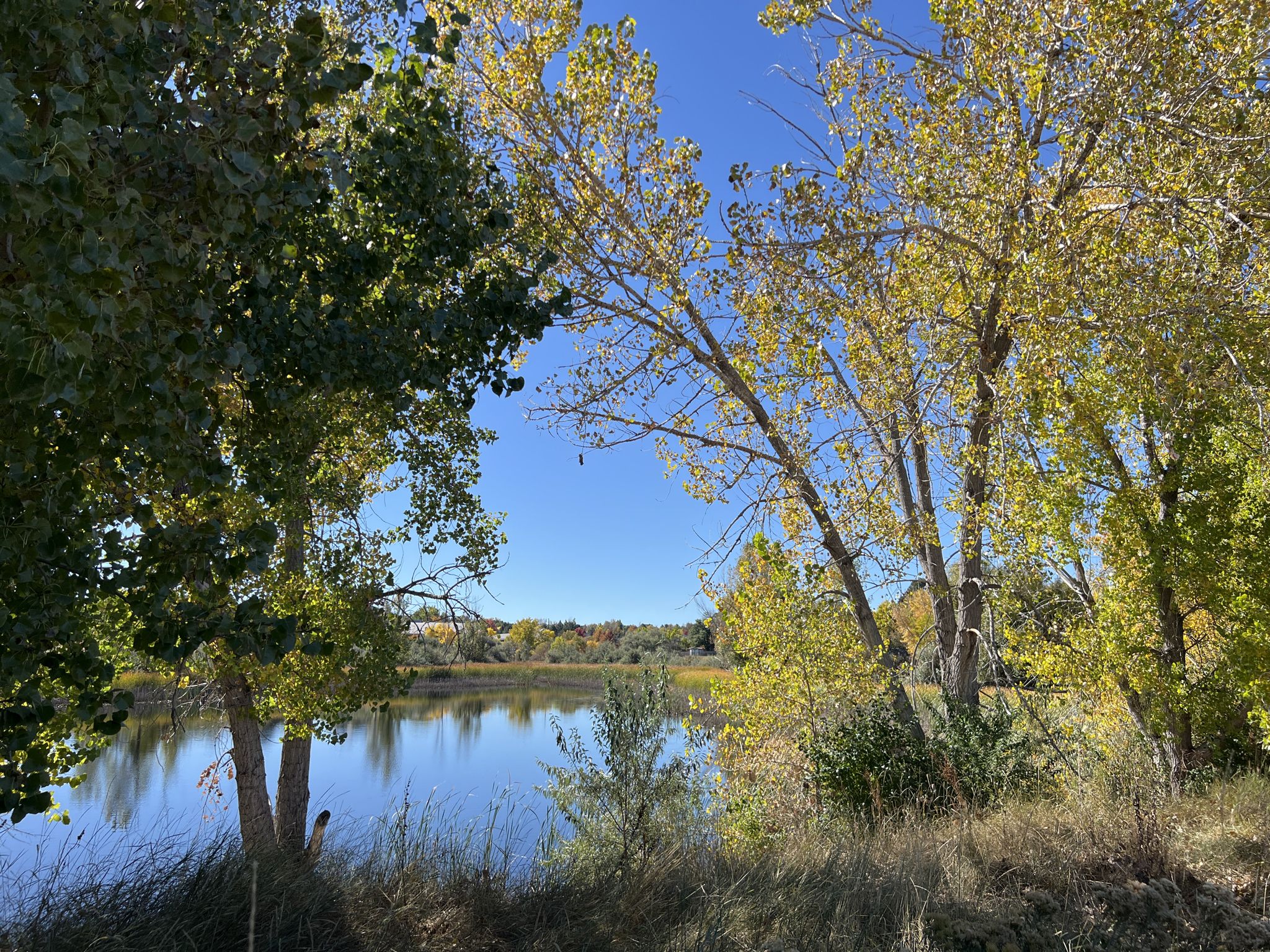 Lush green and yellow trees frame a calm lake under a clear sky. - Cherry Creek, Dayton, and Pope Trail Loop