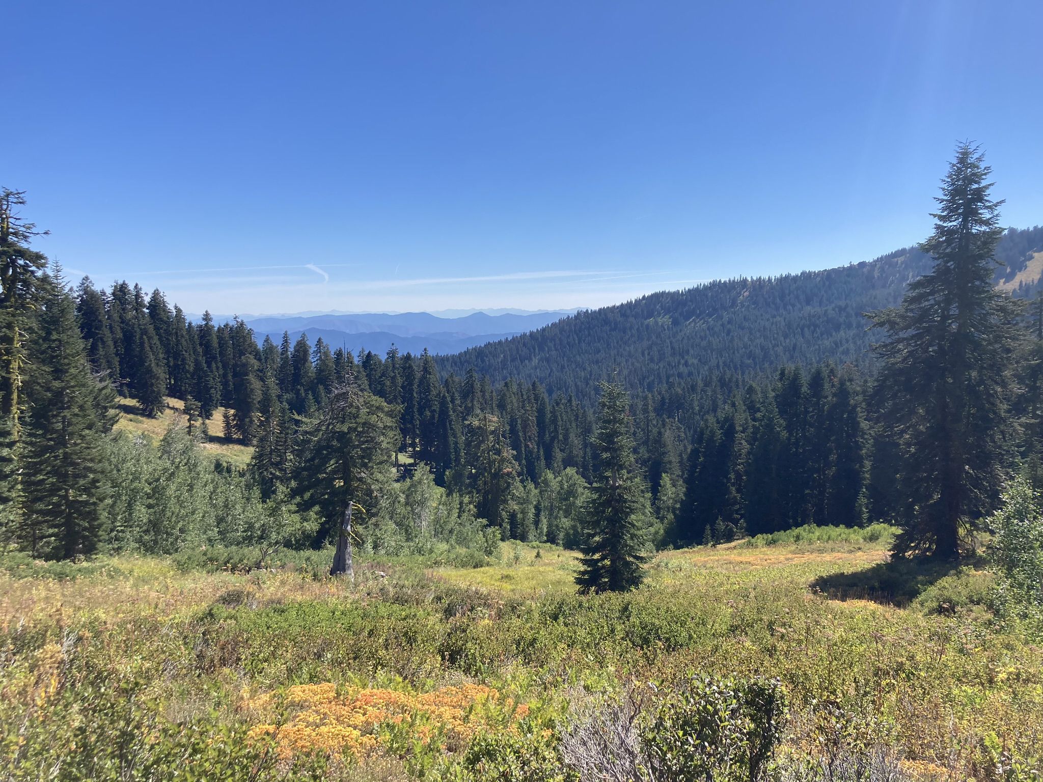 Sunny view of a vast evergreen forest and distant mountains under a clear blue sky. - Mount Ashland and Pacific Crest Trail Loop