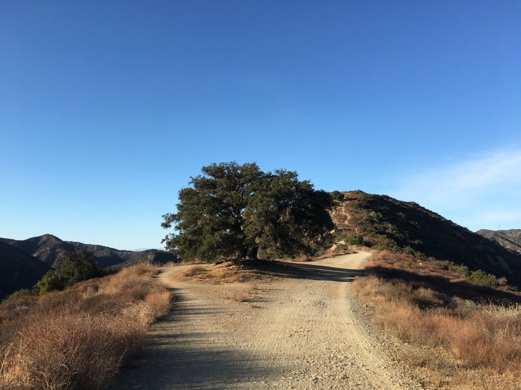 Dirt road forks around a large tree on a sunny mountain ridge. - View of Santa Monica – Sullivan Fire Road loop from 17th Street/SMC