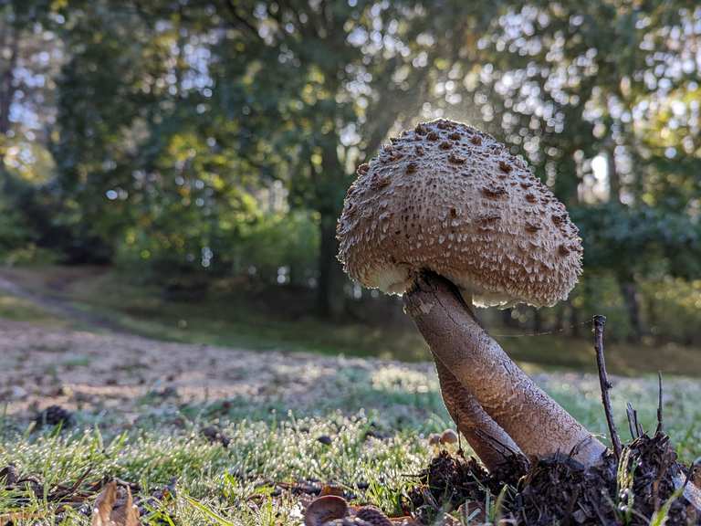 HeuvelrugHike dag 2 hike Komoot