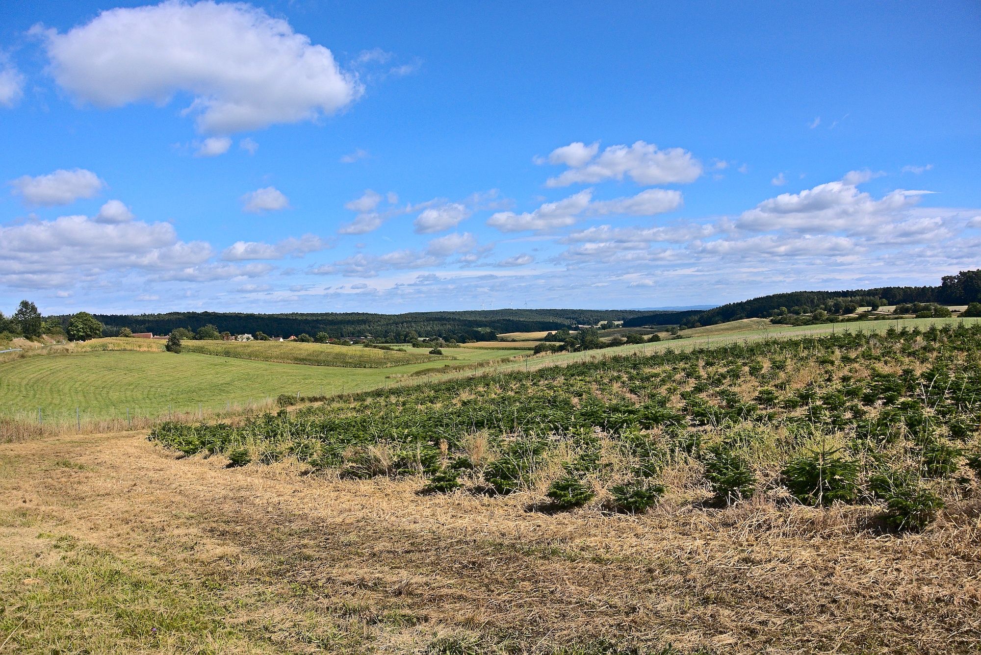 Letzer Blick auf Steigerwaldbäume oberhalb von Eckersbach