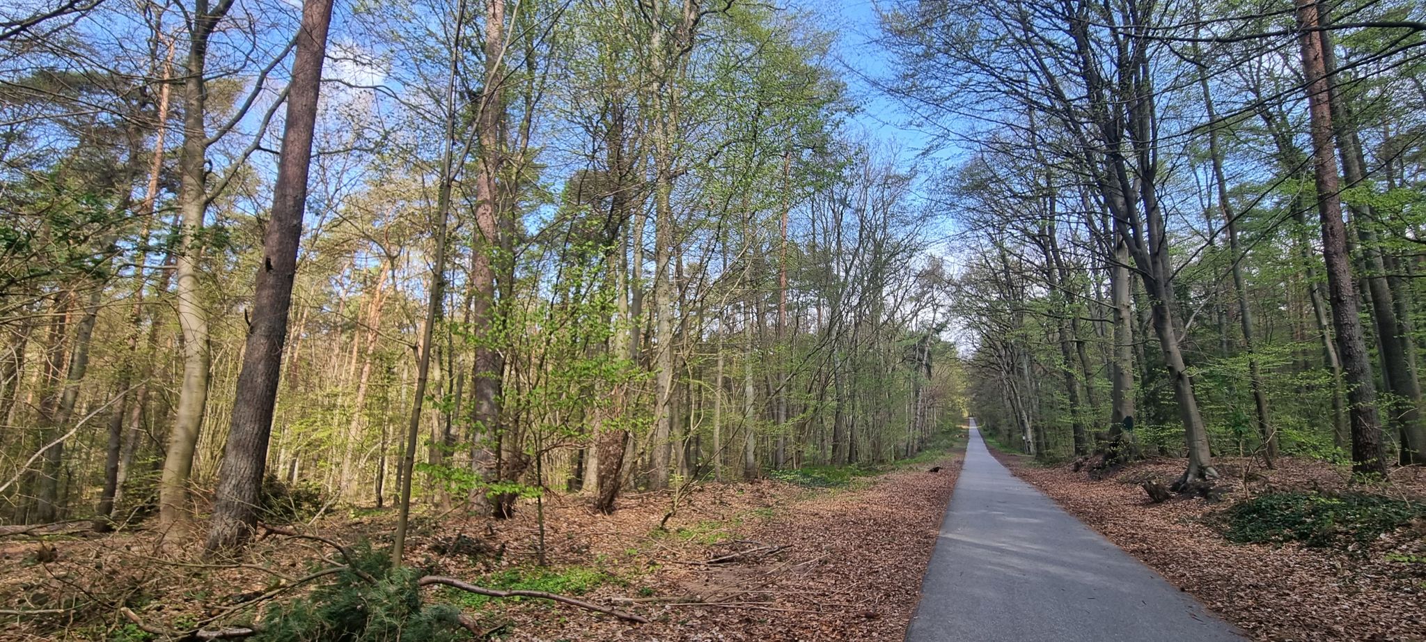 Traumhafter Radweg durch LSG Lauerholz