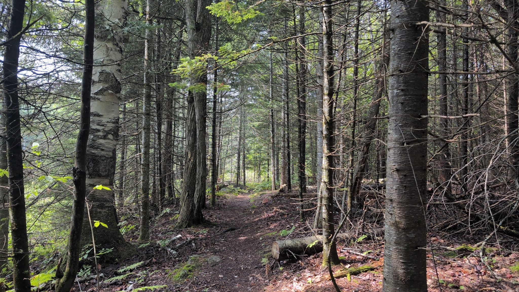 Path along the pond