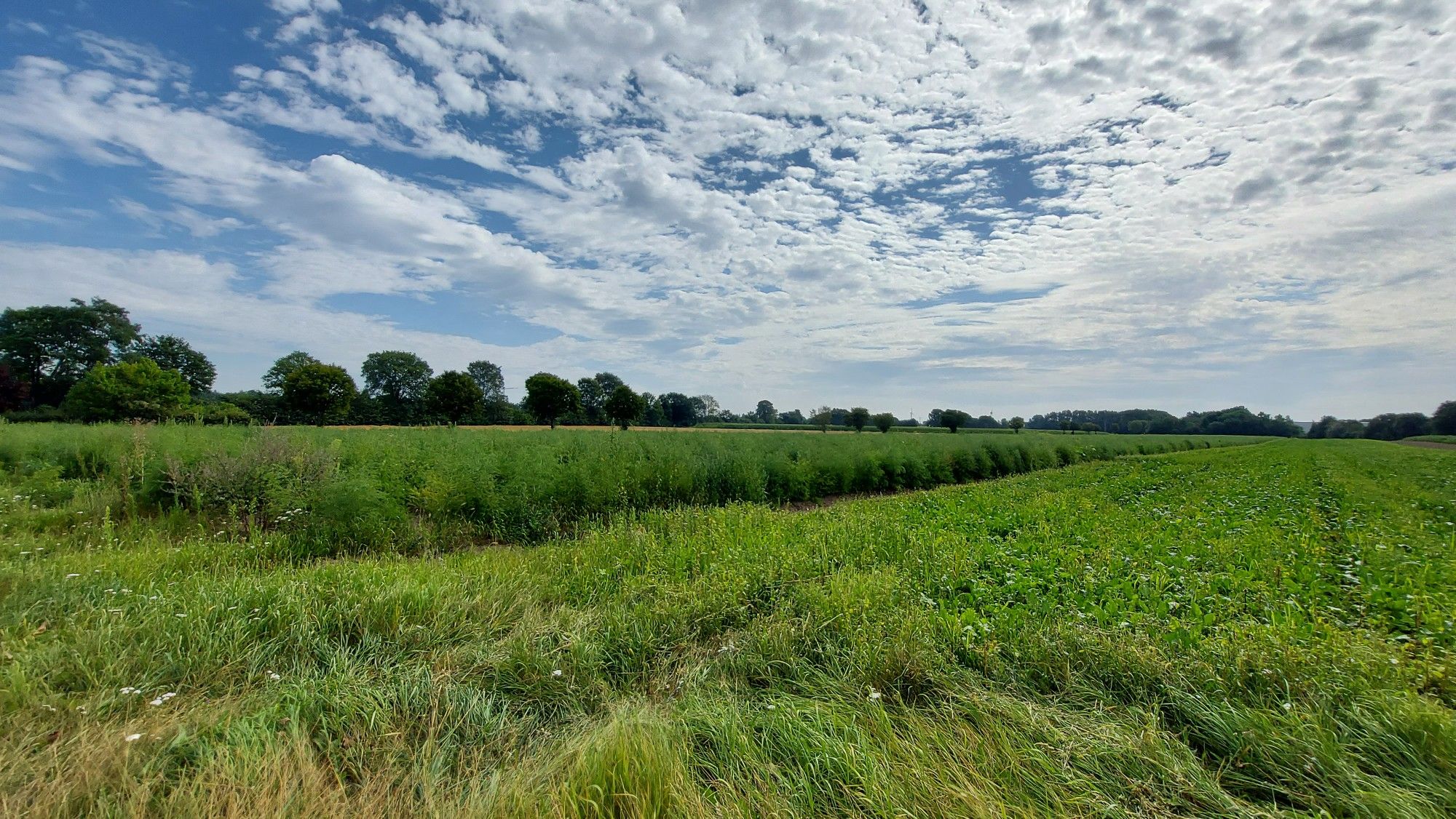 Spargelfelder