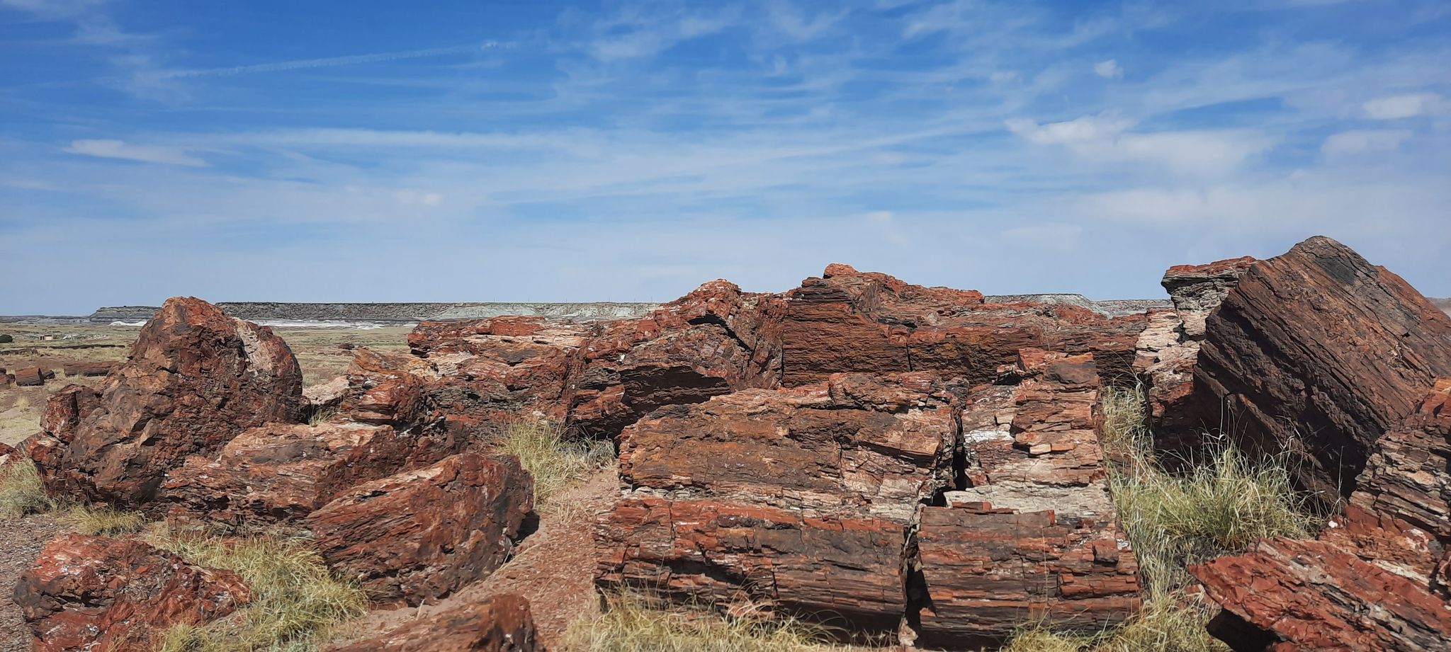 Numerous large, reddish-brown petrified wood pieces scattered across a dry landscape. - Long Logs and Agate House Trail