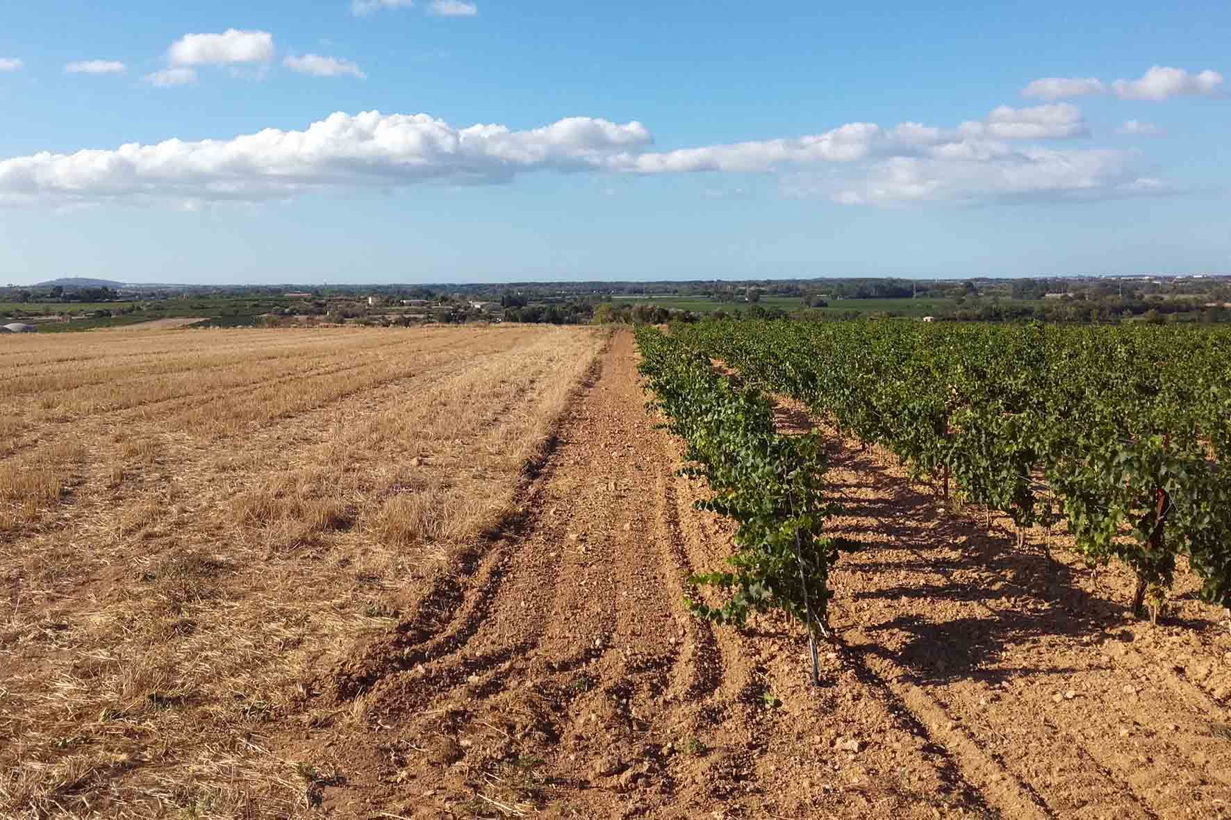 Vignes vers "les Treize Vents".
