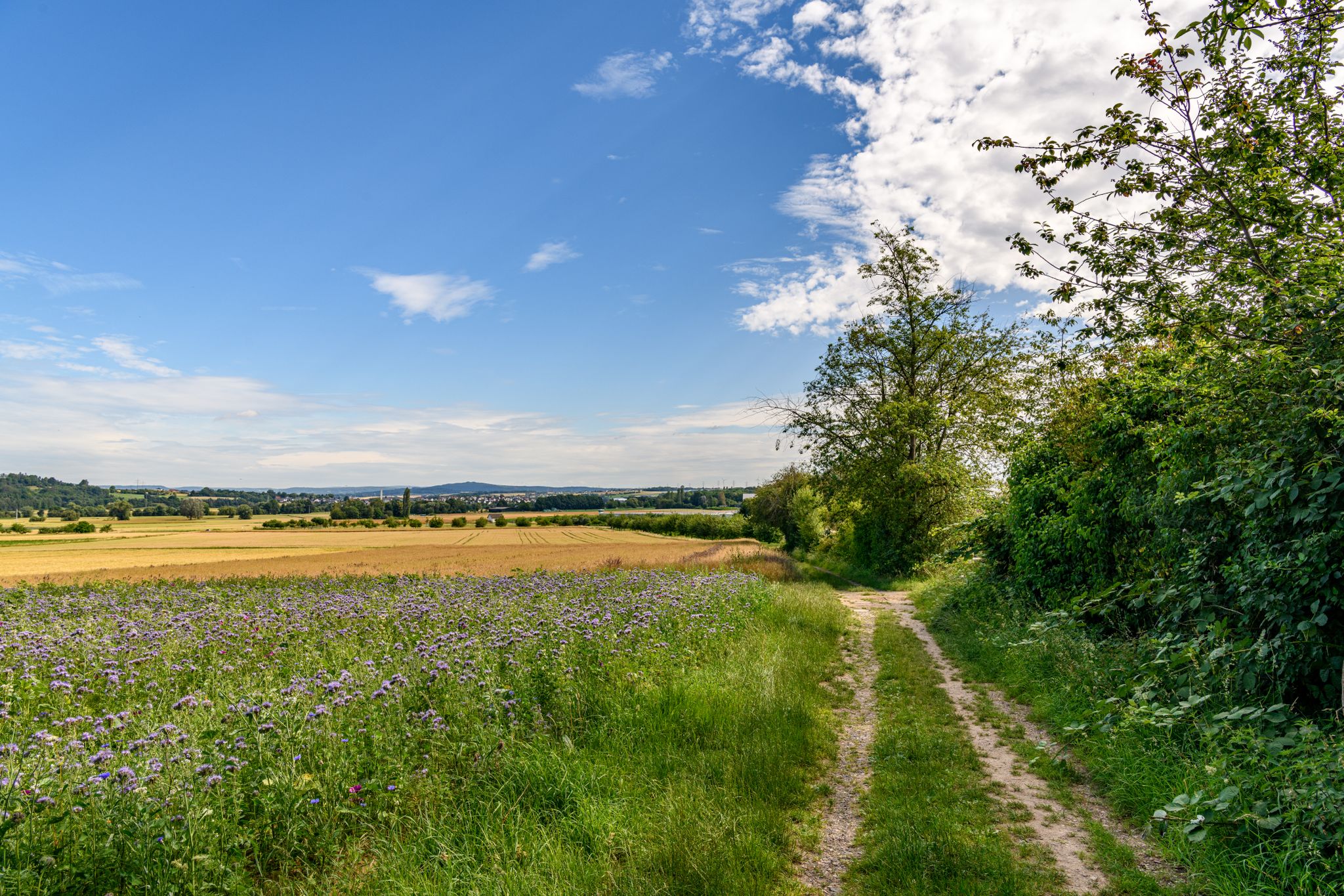 Feld bei Diez (02)