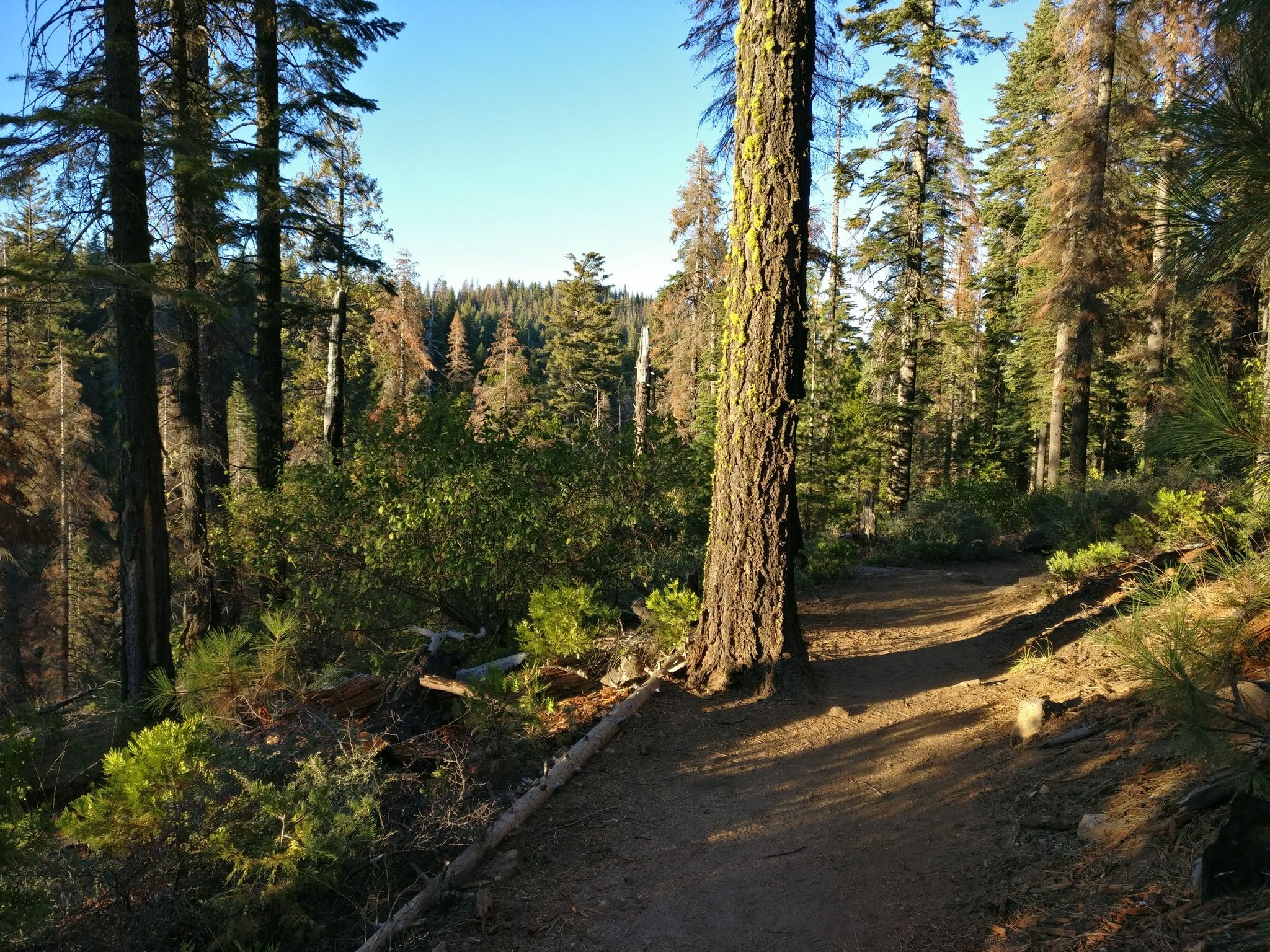 Sunny forest path winding through tall trees and green undergrowth. - South Grove Trail