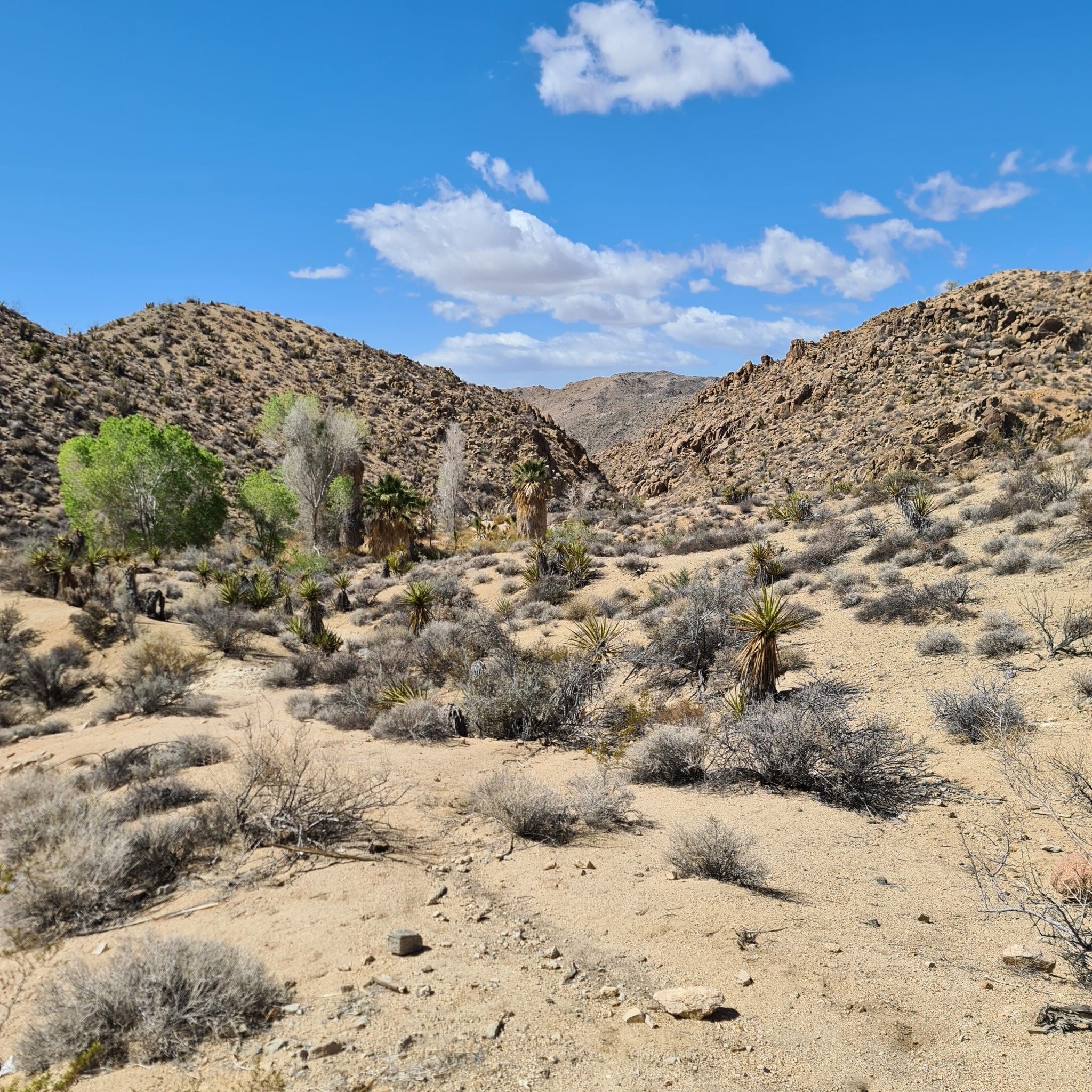 Wide desert landscape with sandy ground, sparse bushes, and distant mountains. - Lost Palms Oasis Trail