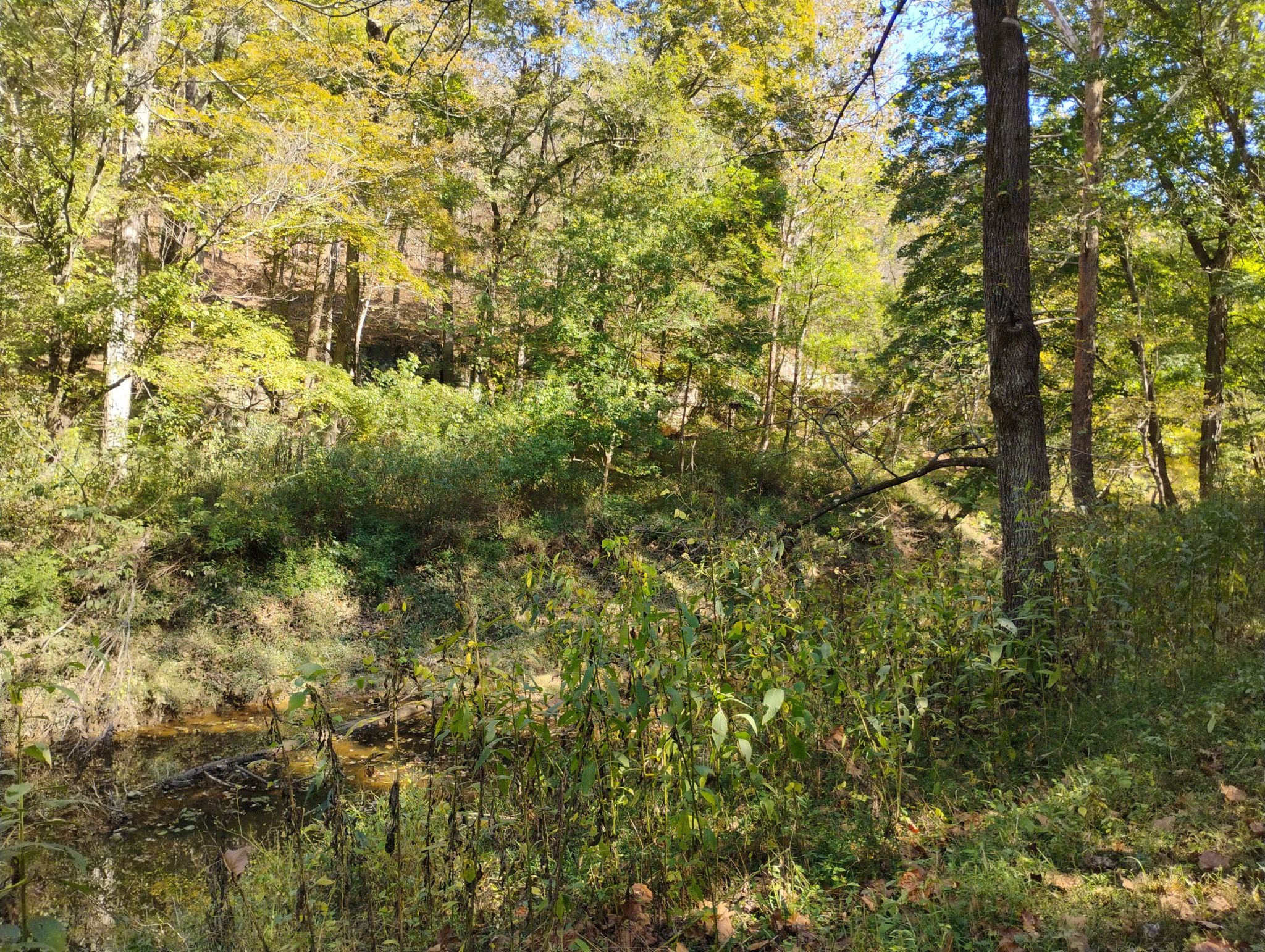 A sunlit forest scene with a small stream and lush green undergrowth. - Tunnel Hill State Trail