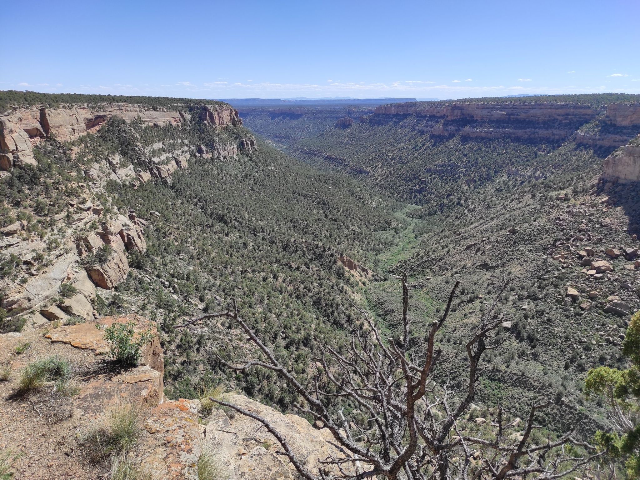 Wide view of a deep, tree-filled canyon under a clear blue sky. - Mesa Top Loop Road