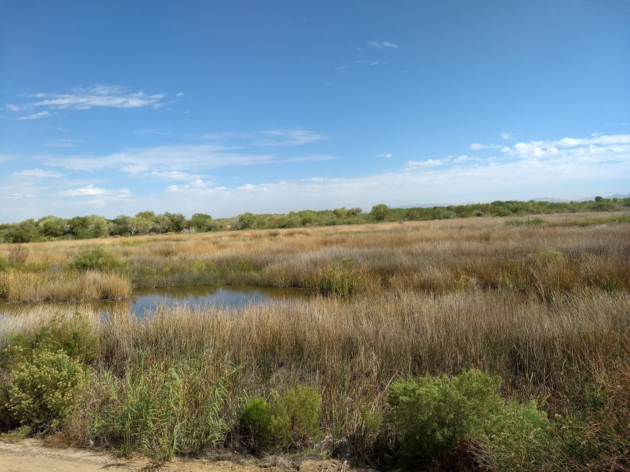 Wetland landscape with tall golden grasses and a small pond under blue sky. - East Wetlands Interpretive Trail loop