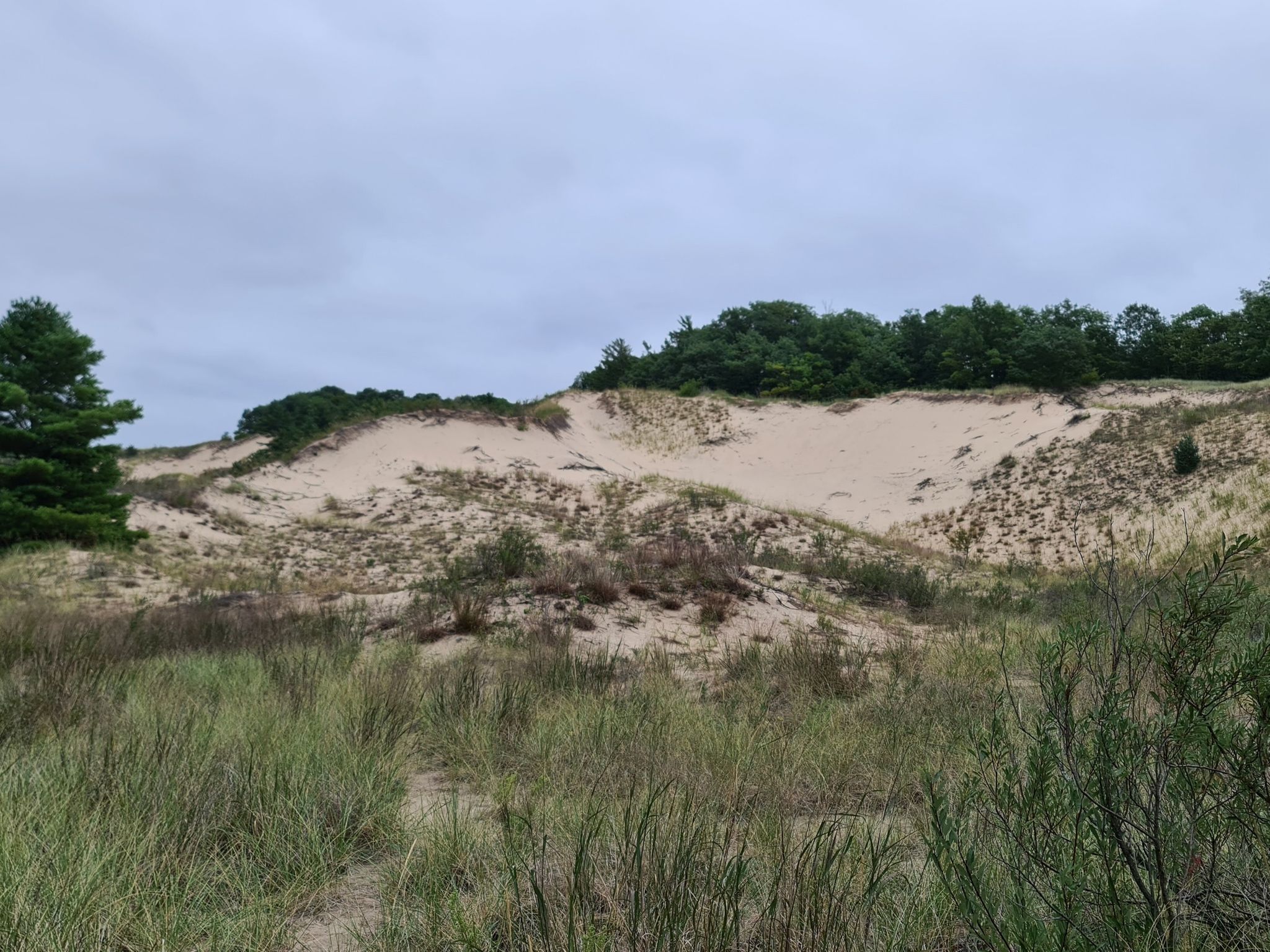 Grassy foreground leading to large sand dunes topped with green trees under an overcast sky. - Rosy Mound Natural Area Trail