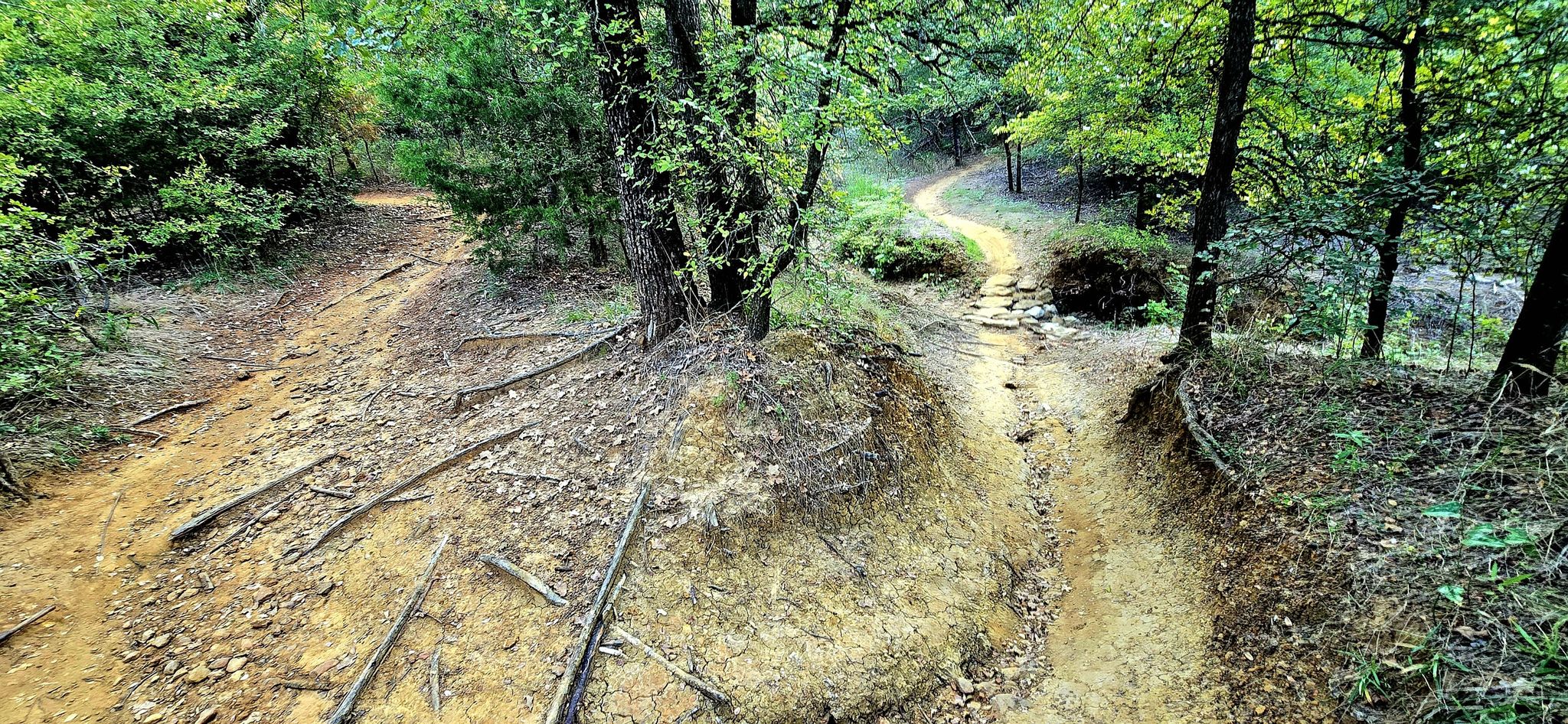 A dirt trail forks into two paths through a sunlit, dense forest. - North Shore Trail – Twin Coves loop from MADD Shelter