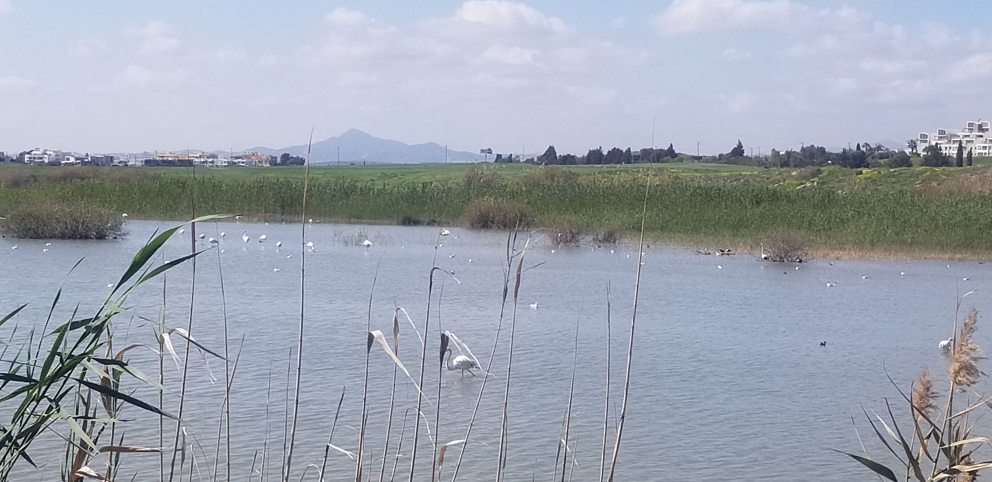 Paradies für Flamingos, der Straßenlärm wird ignoriert