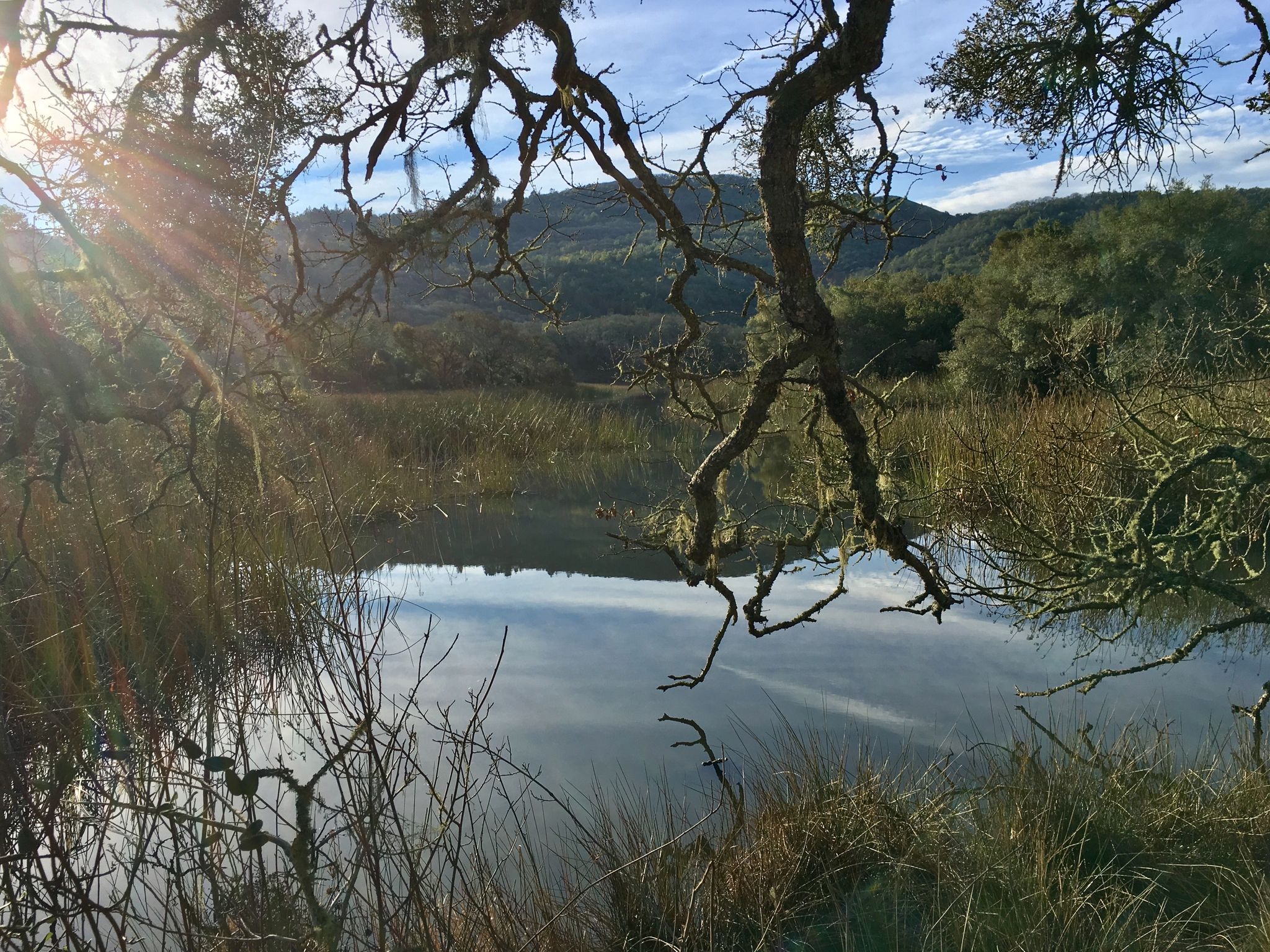 Sun flares over a calm lake seen through gnarled tree branches. - Canyon, Rough Go and Cobblestone Loop