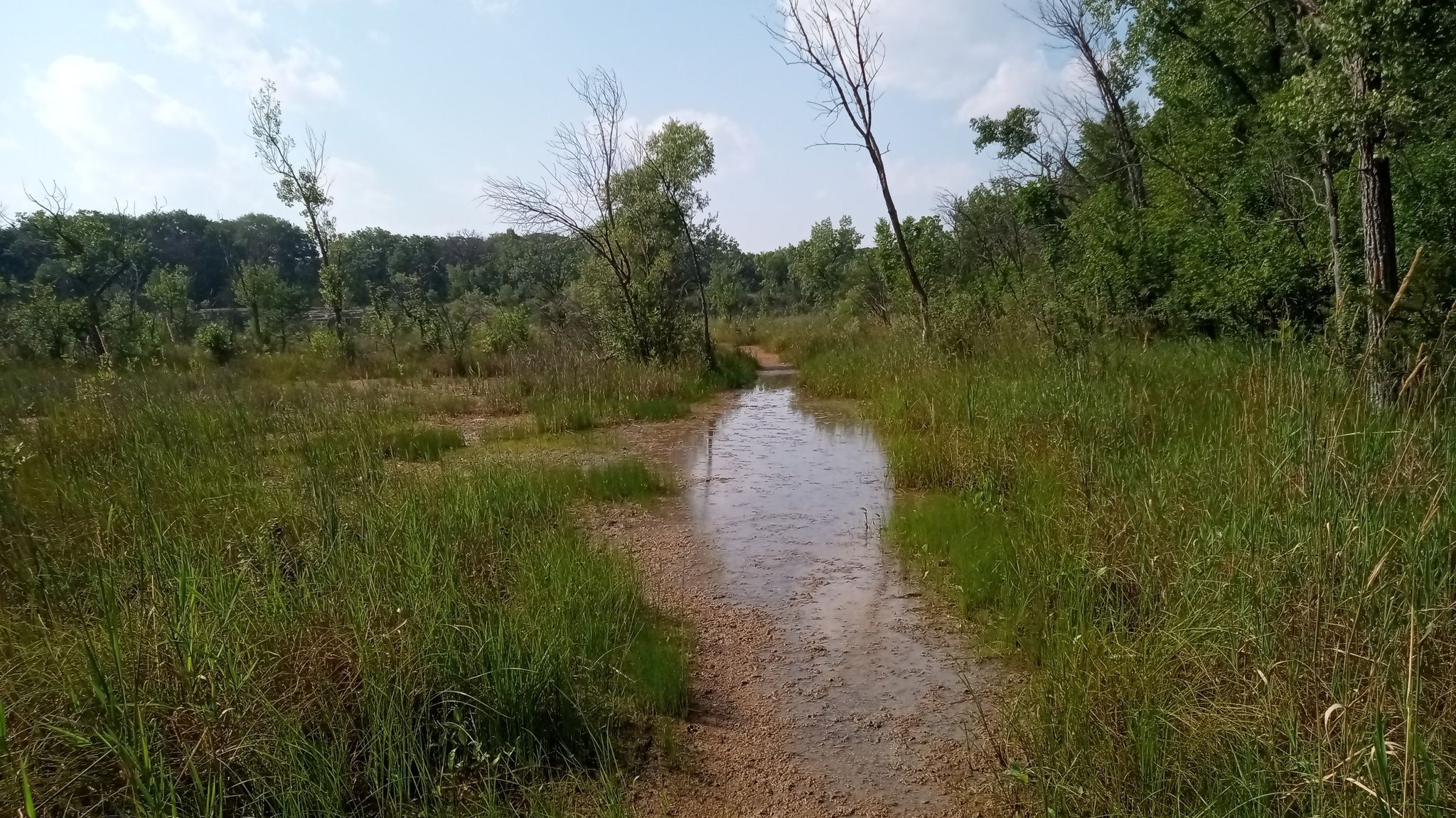 A flooded dirt path through a grassy wetland under bright daylight. - Savanna Trail Loop